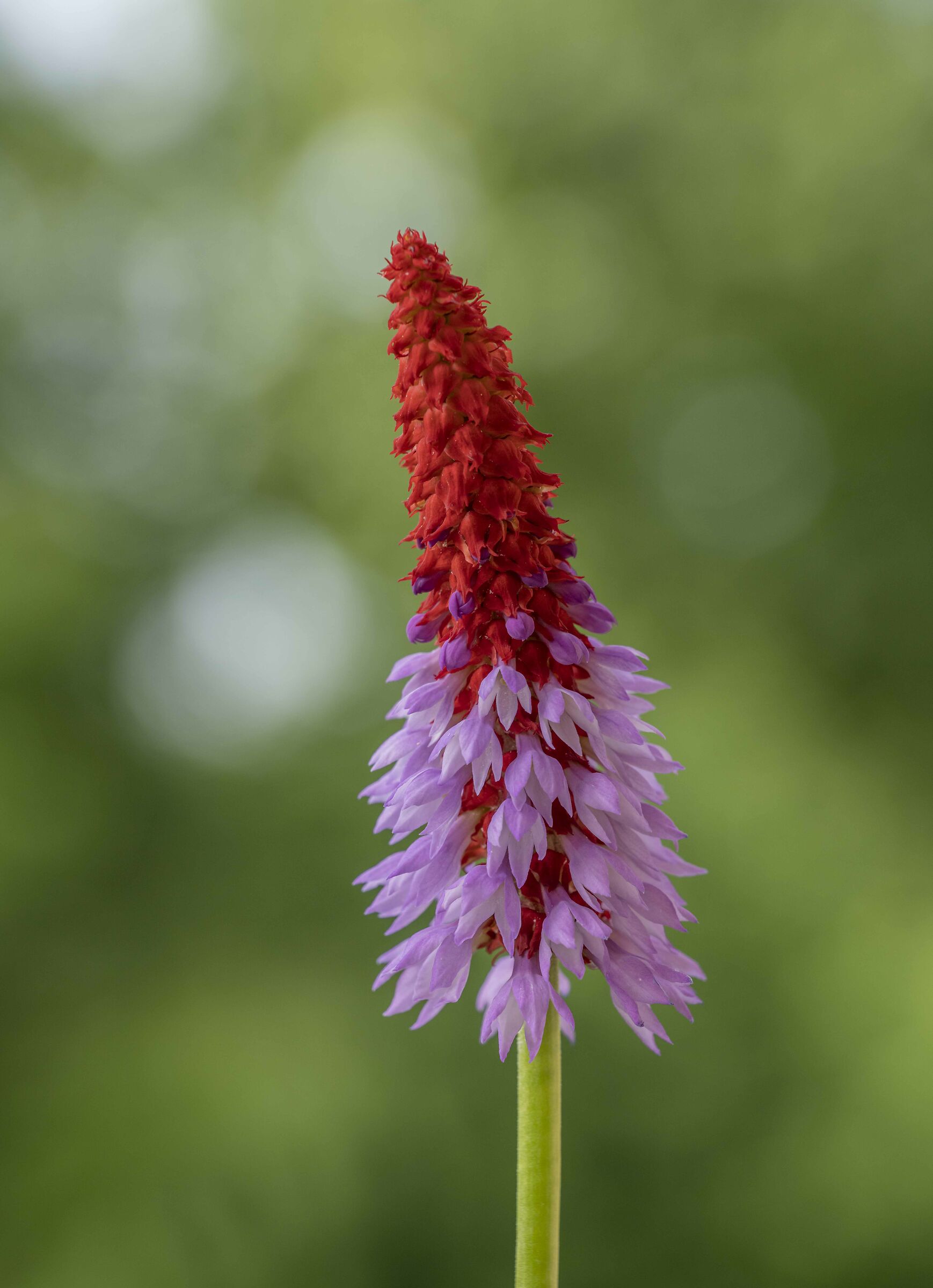primula vialii