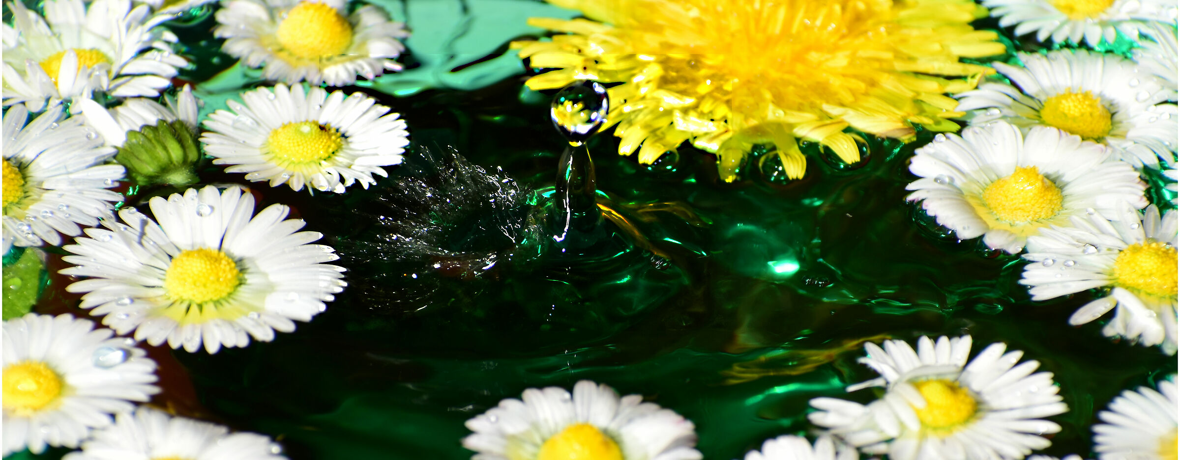 Un tuffo tra i fiori