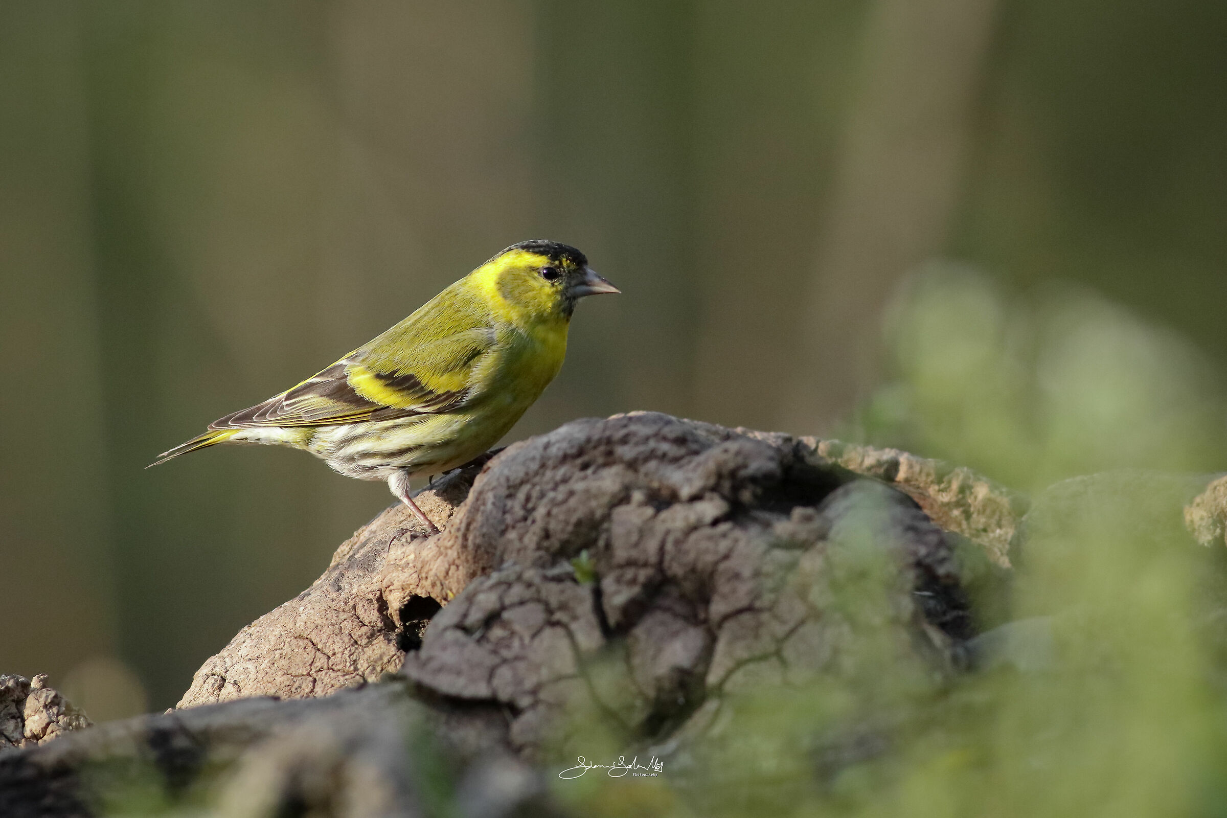 Green Black and Yellow (Spinus spinus, L. 1758)