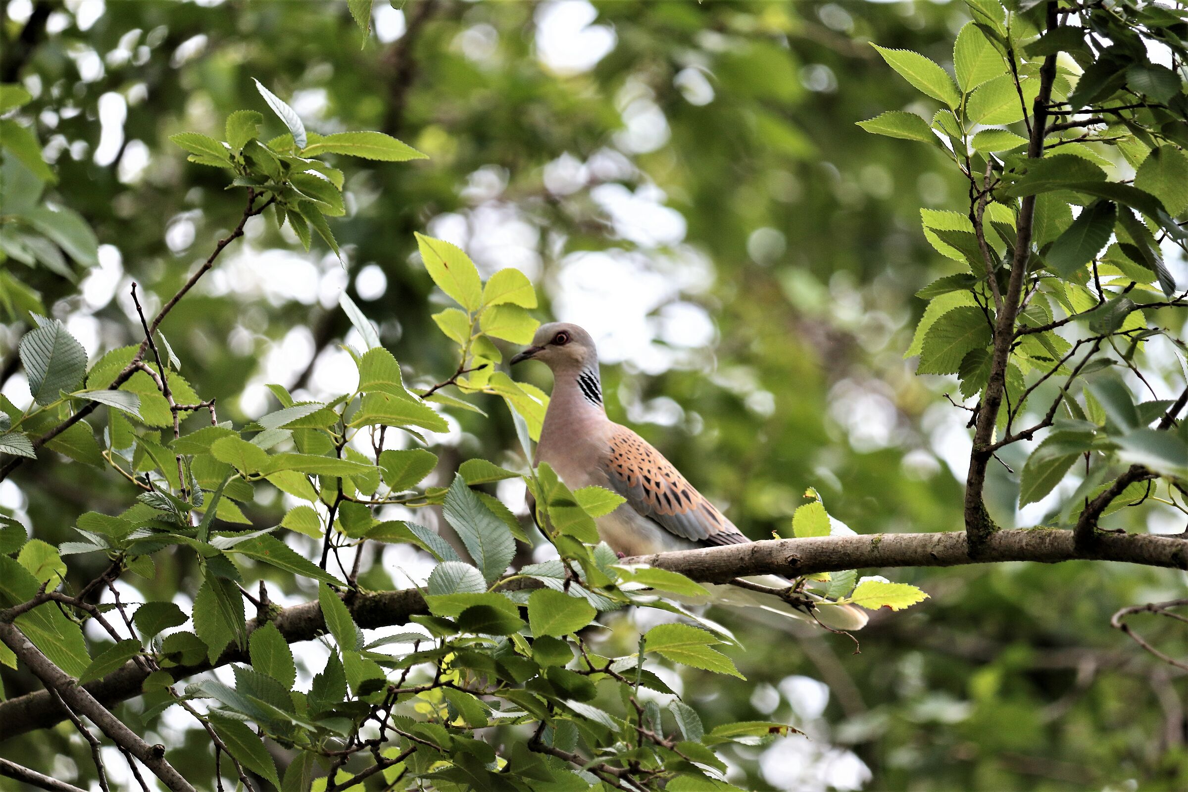 tortora selvatica