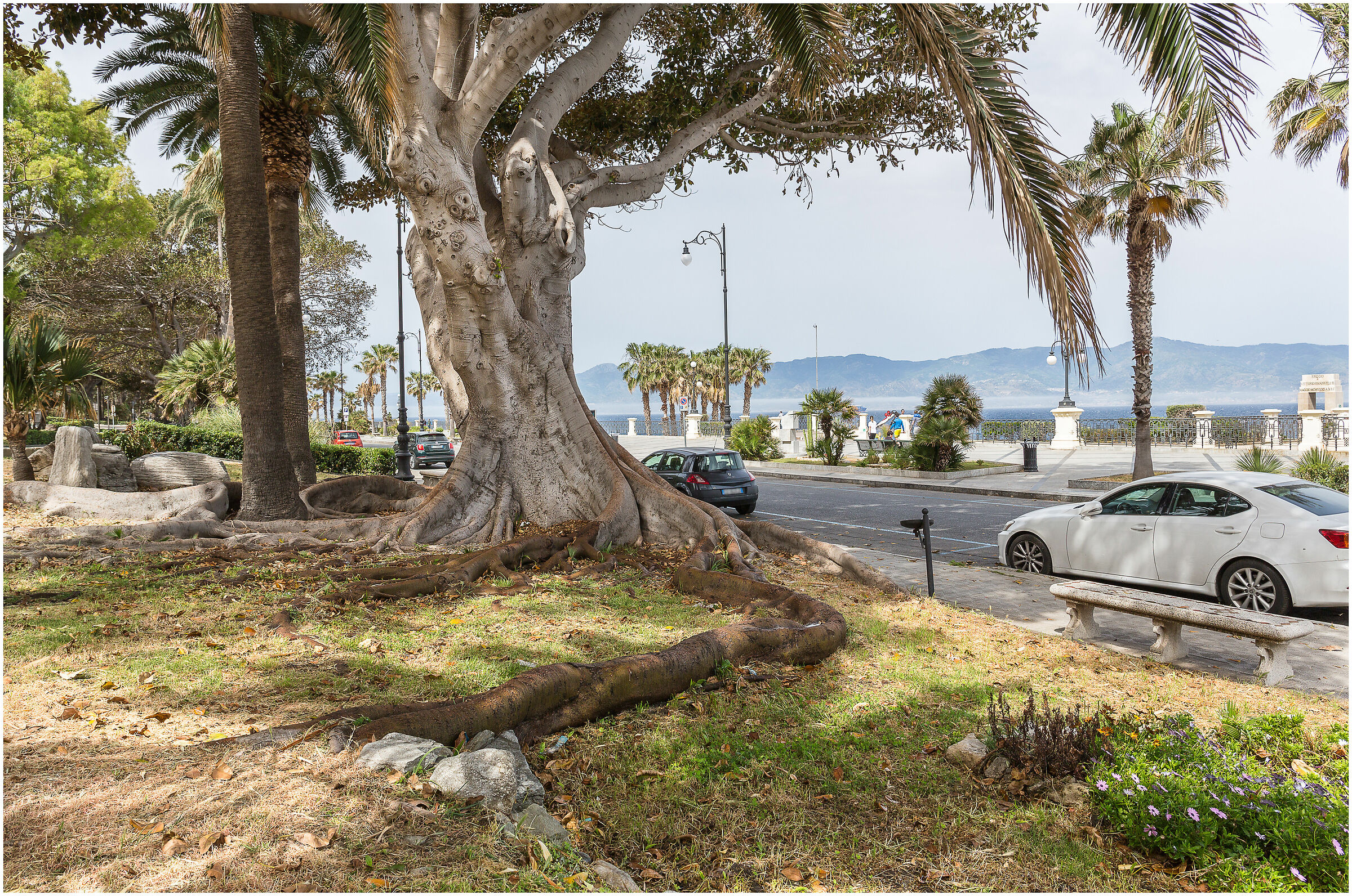 Ficus-magnolioides - Lungomare - Reggio Calabria