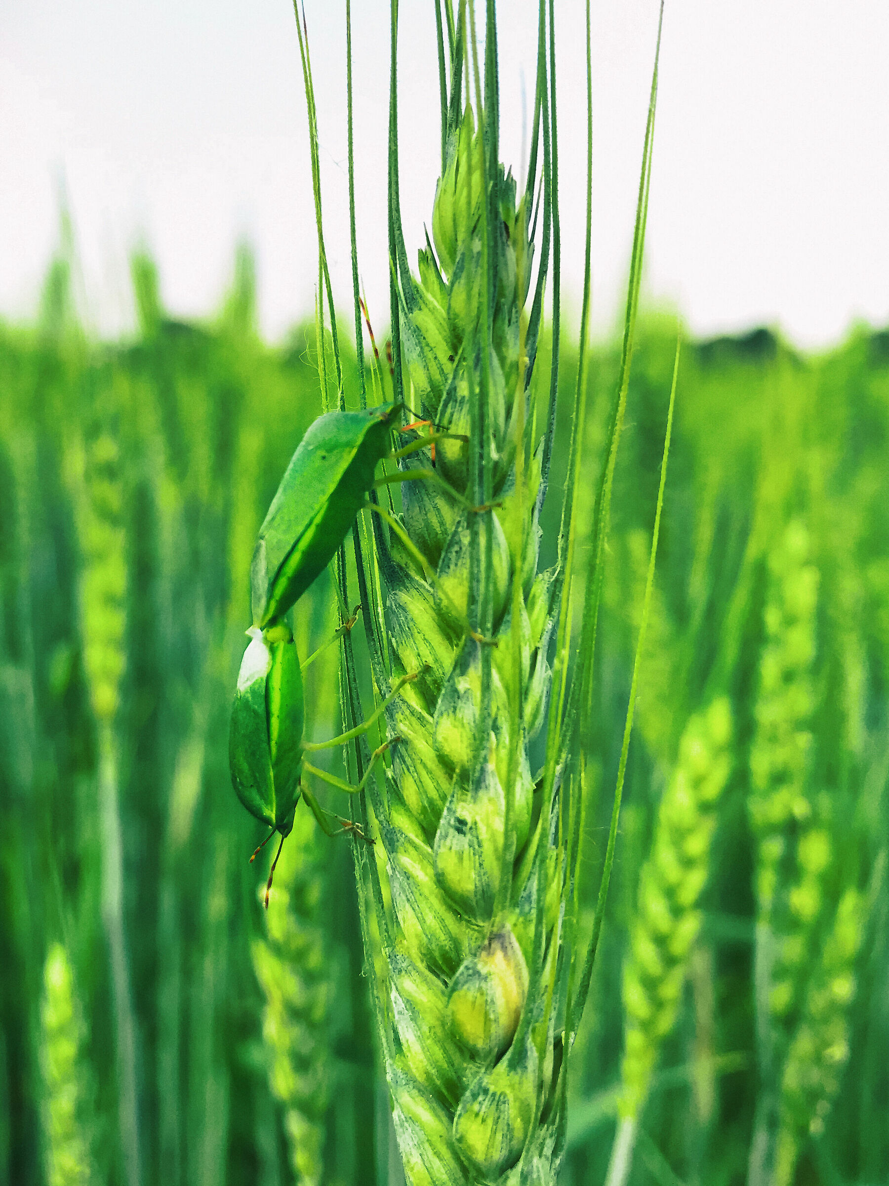 Good Times, Green Bedbugs!