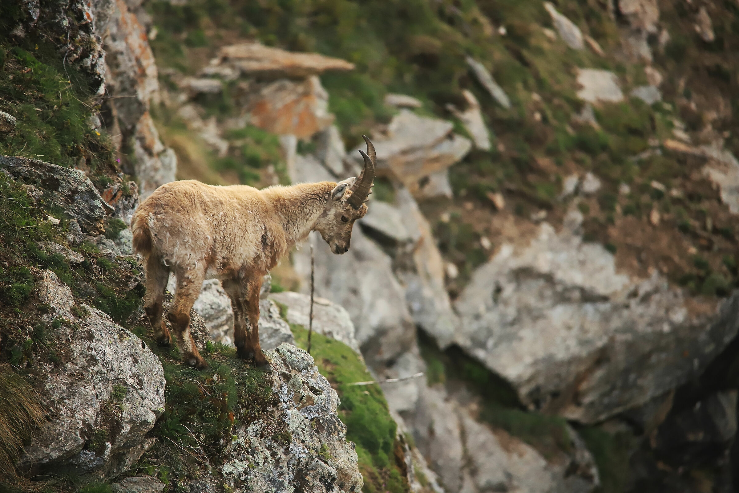 Giovane stambecco pngp