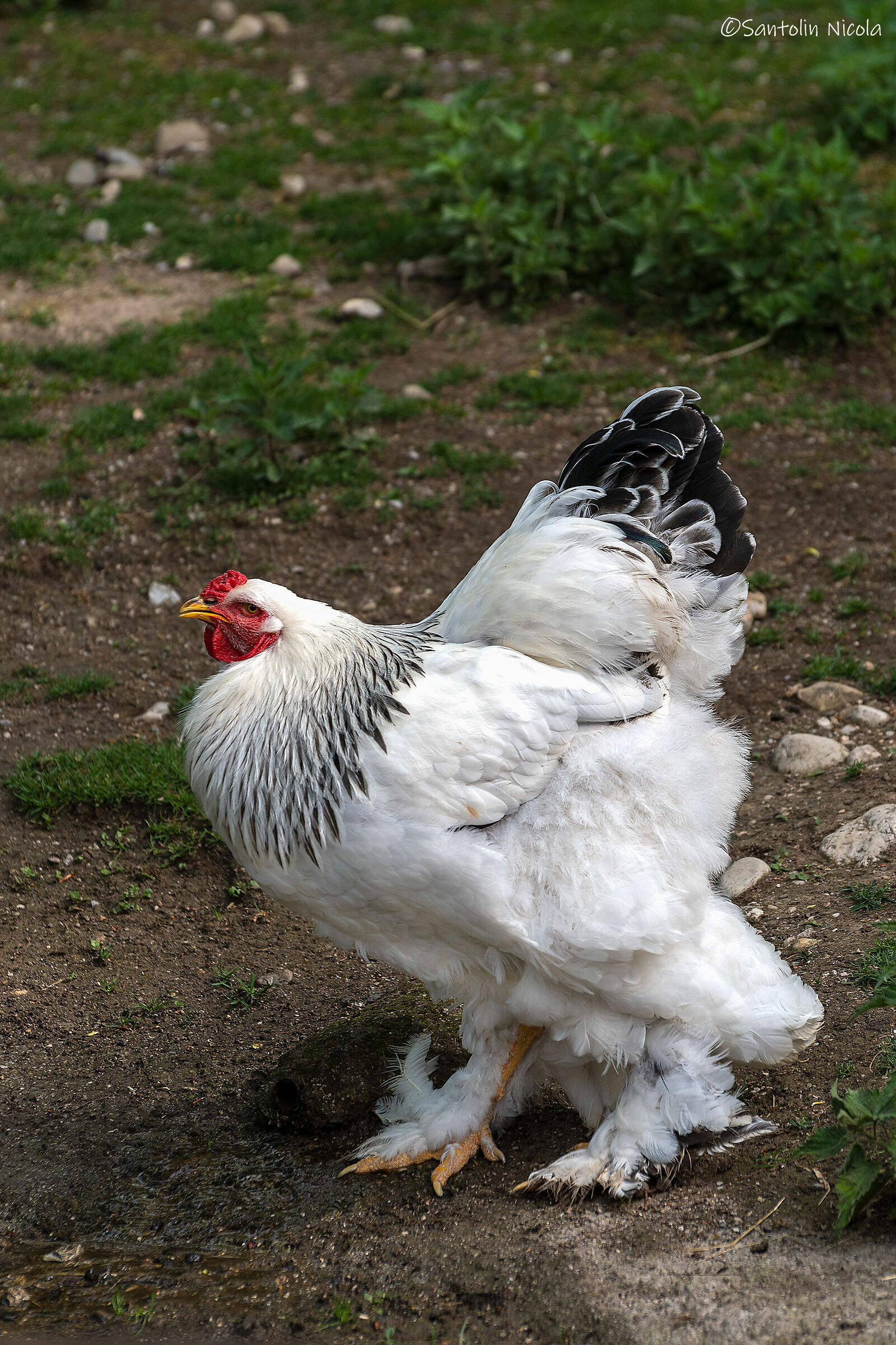 Gallo Brahma