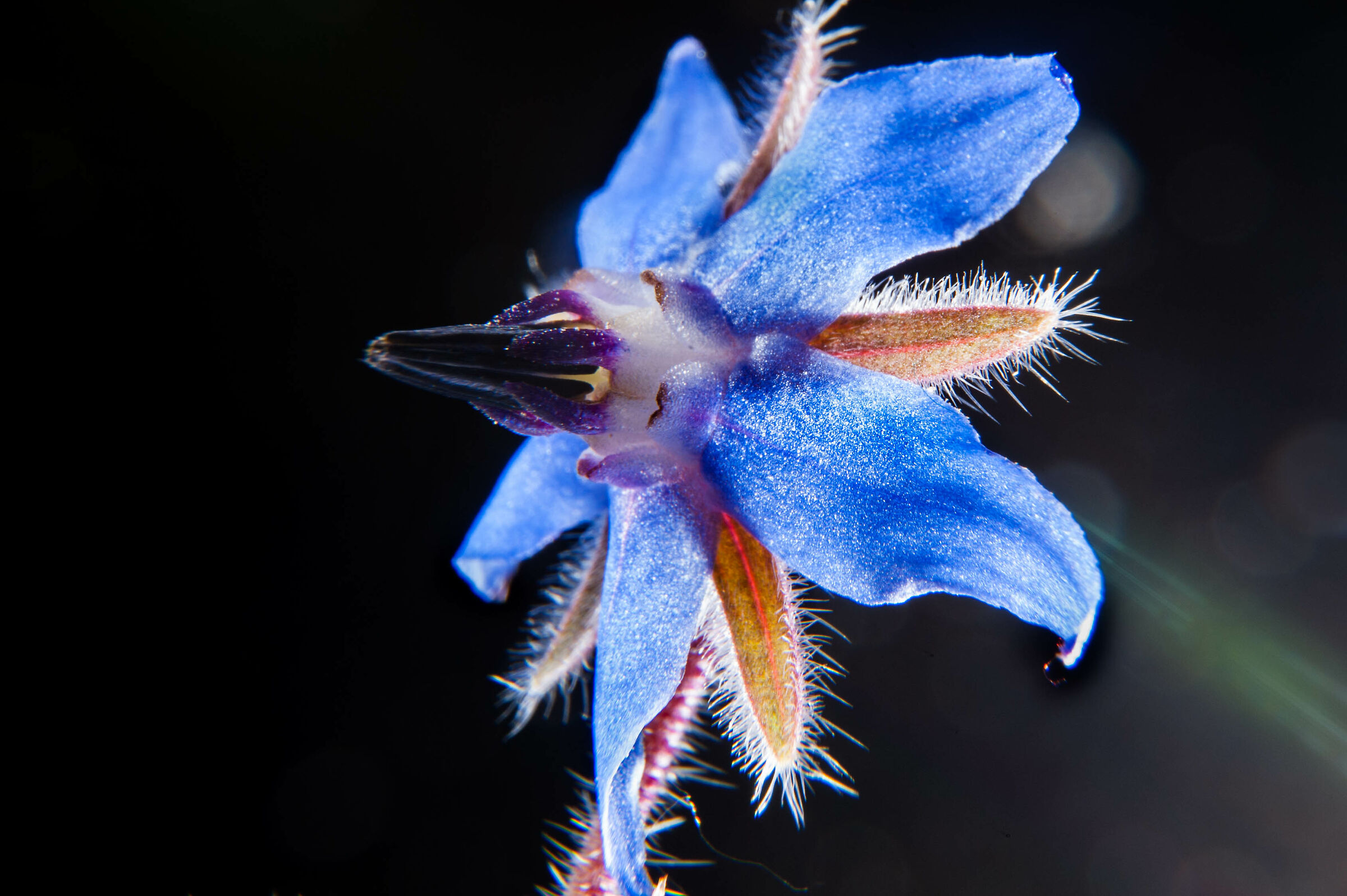 borage encore