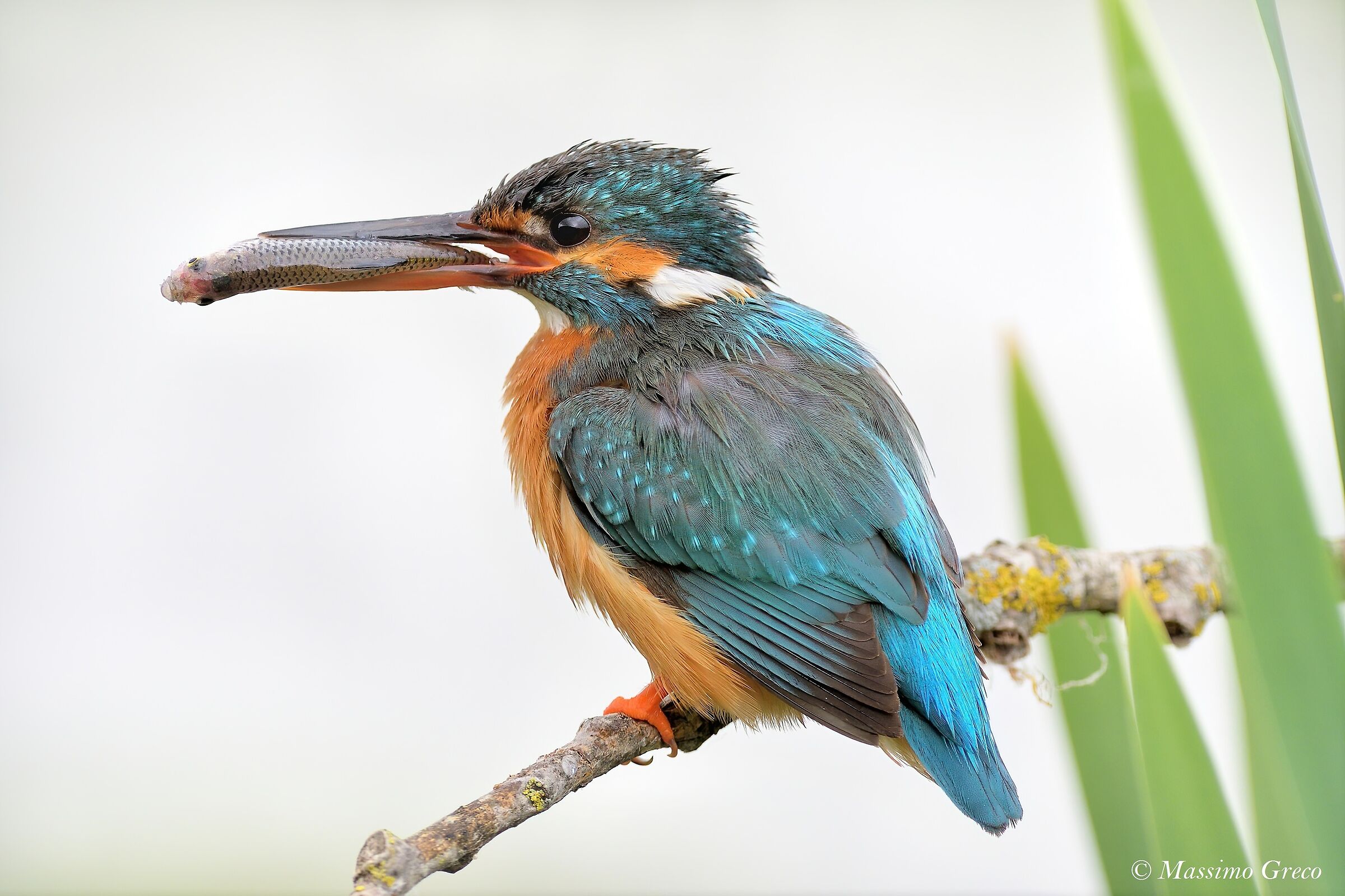 Kingfisher