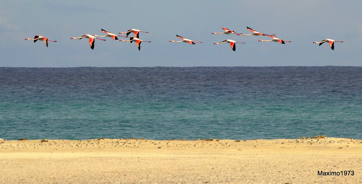 Flamingos in flight