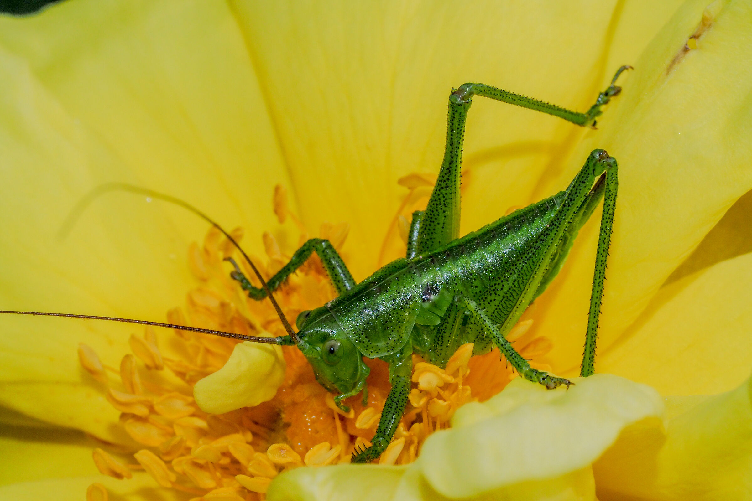Virissima Tettigonia