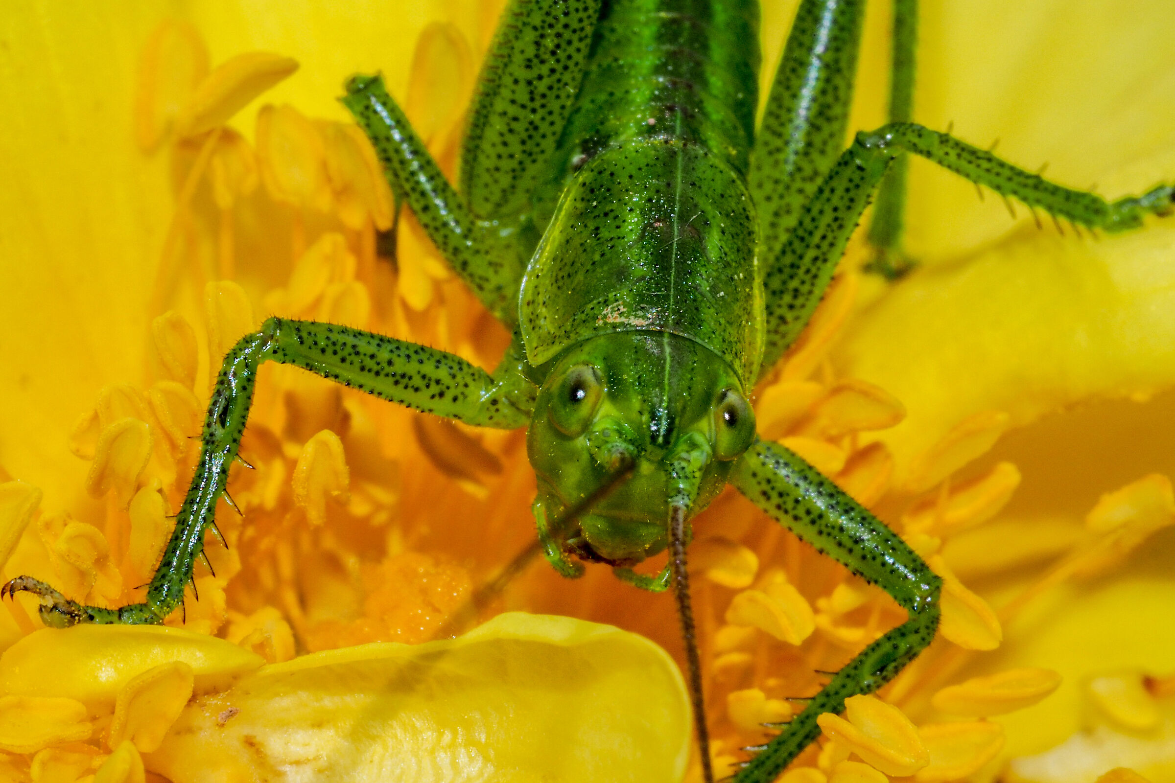 virissima tettigonia