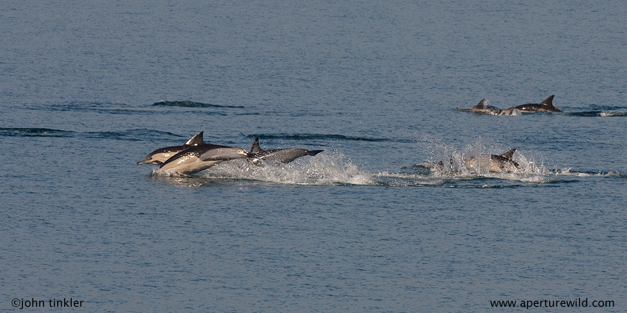 Common Dolphins Fish Hoek Bay Cape Town