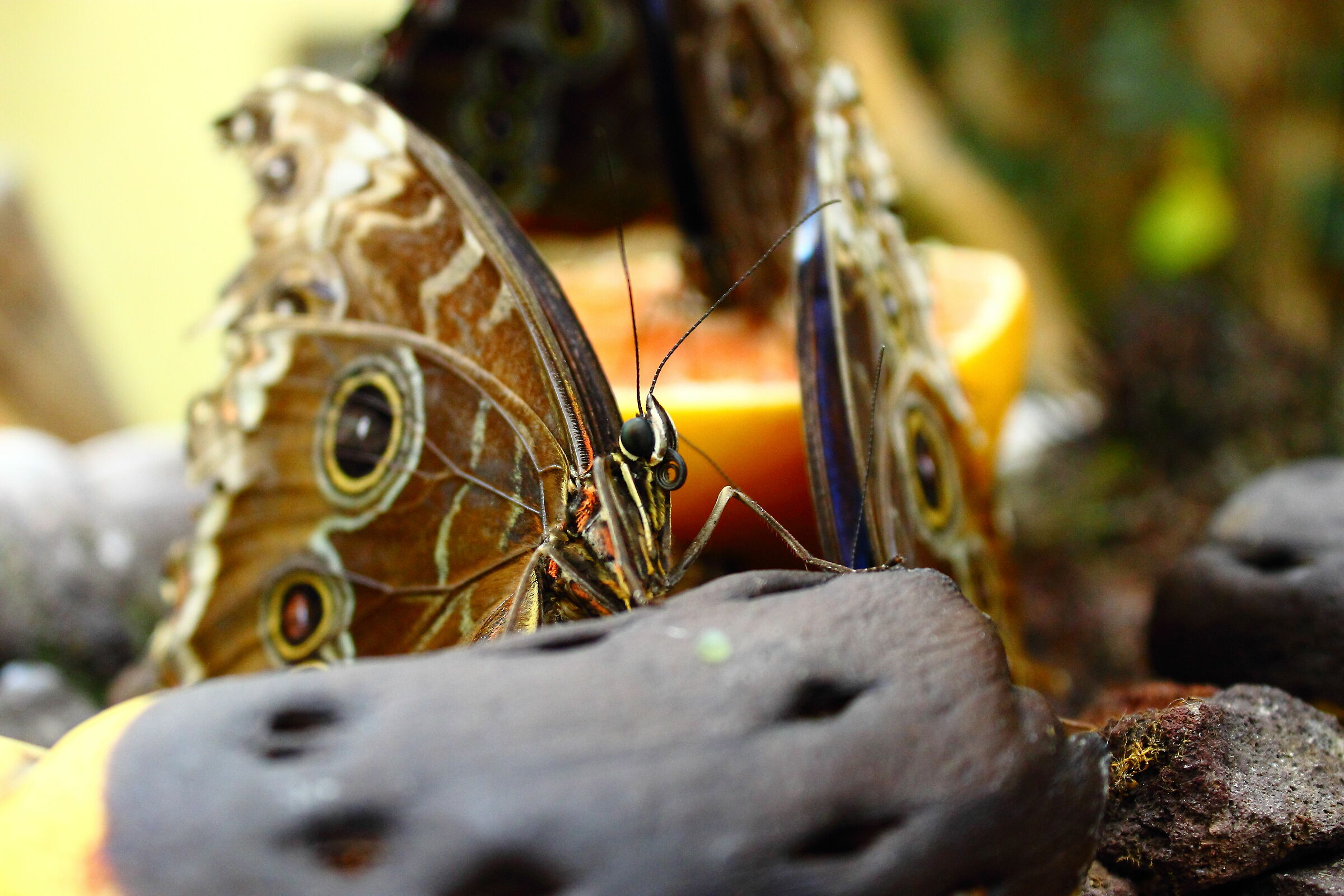 My favorite butterfly