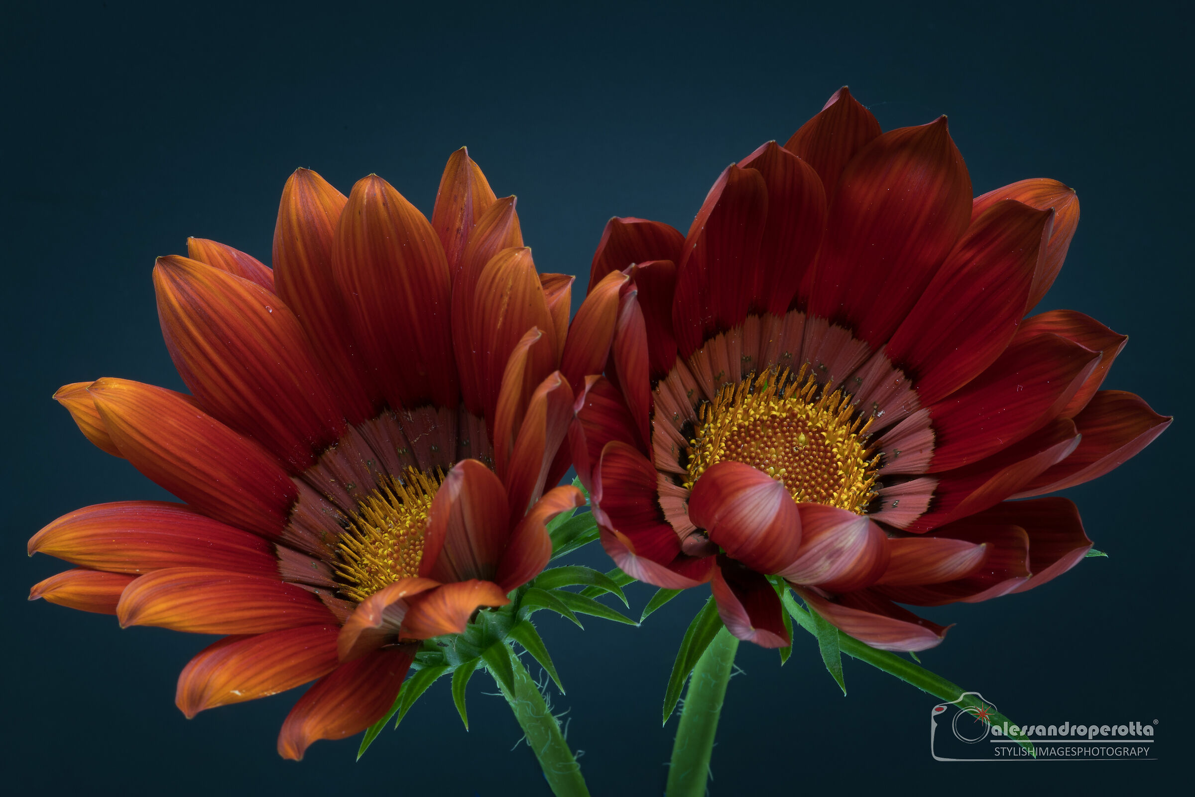 Gentians