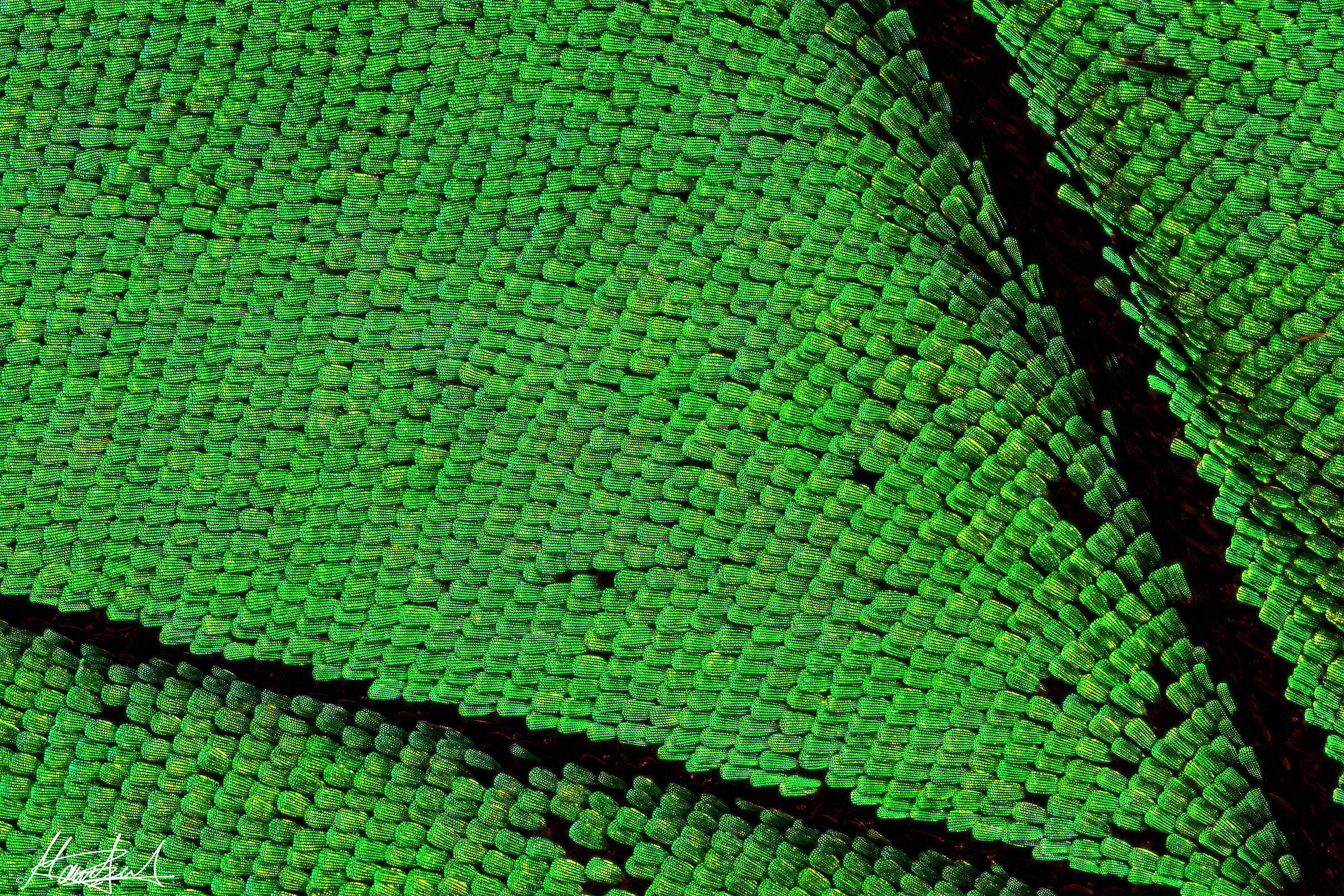 scaglie ala farfalla (Achillides palinurus daedalus)