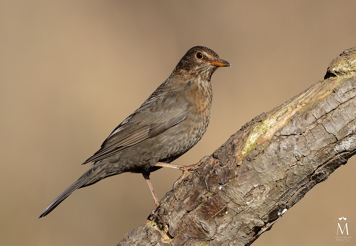Female blackbird
