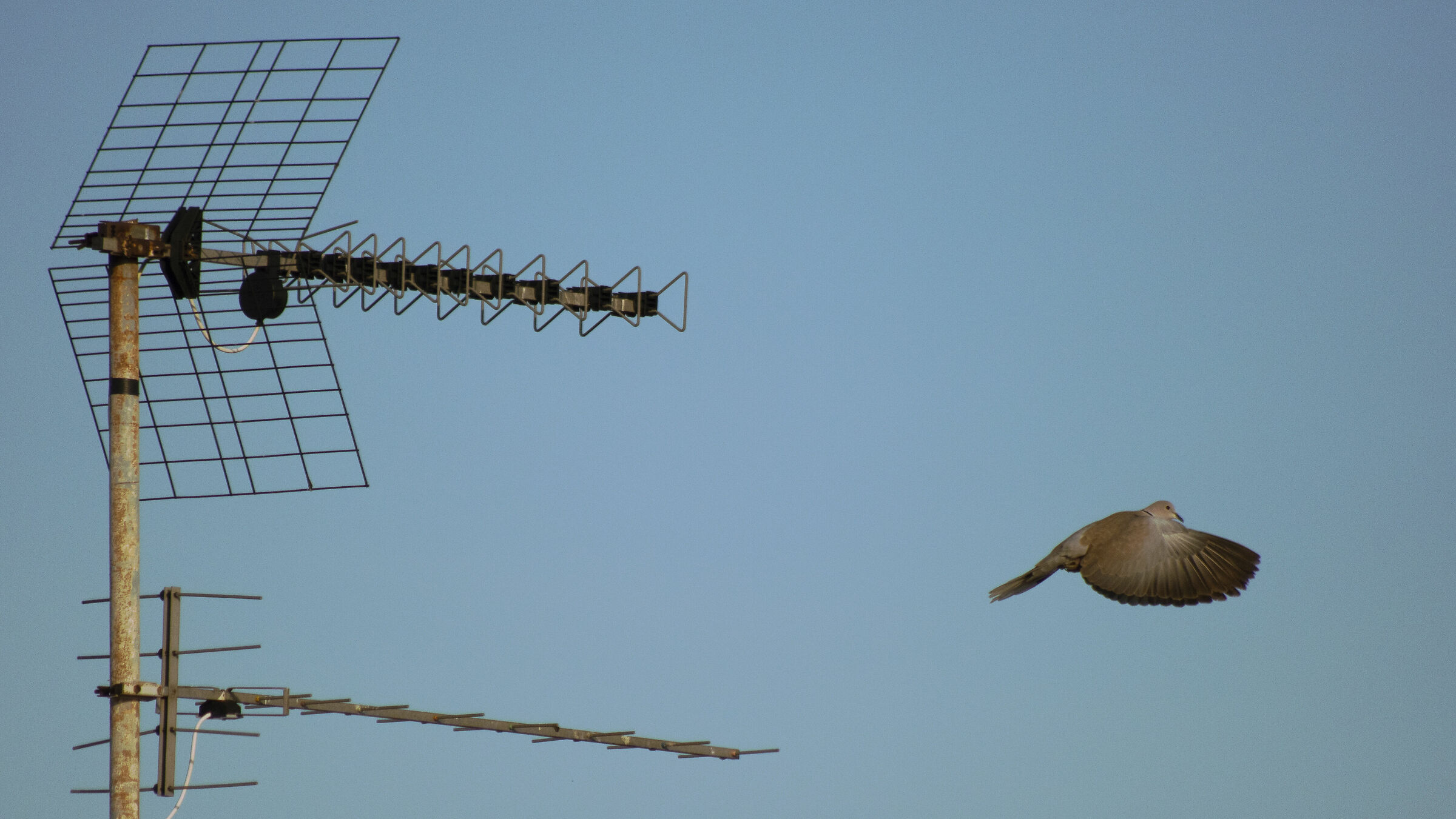 Tortora dal collare in partenza da un'antenna