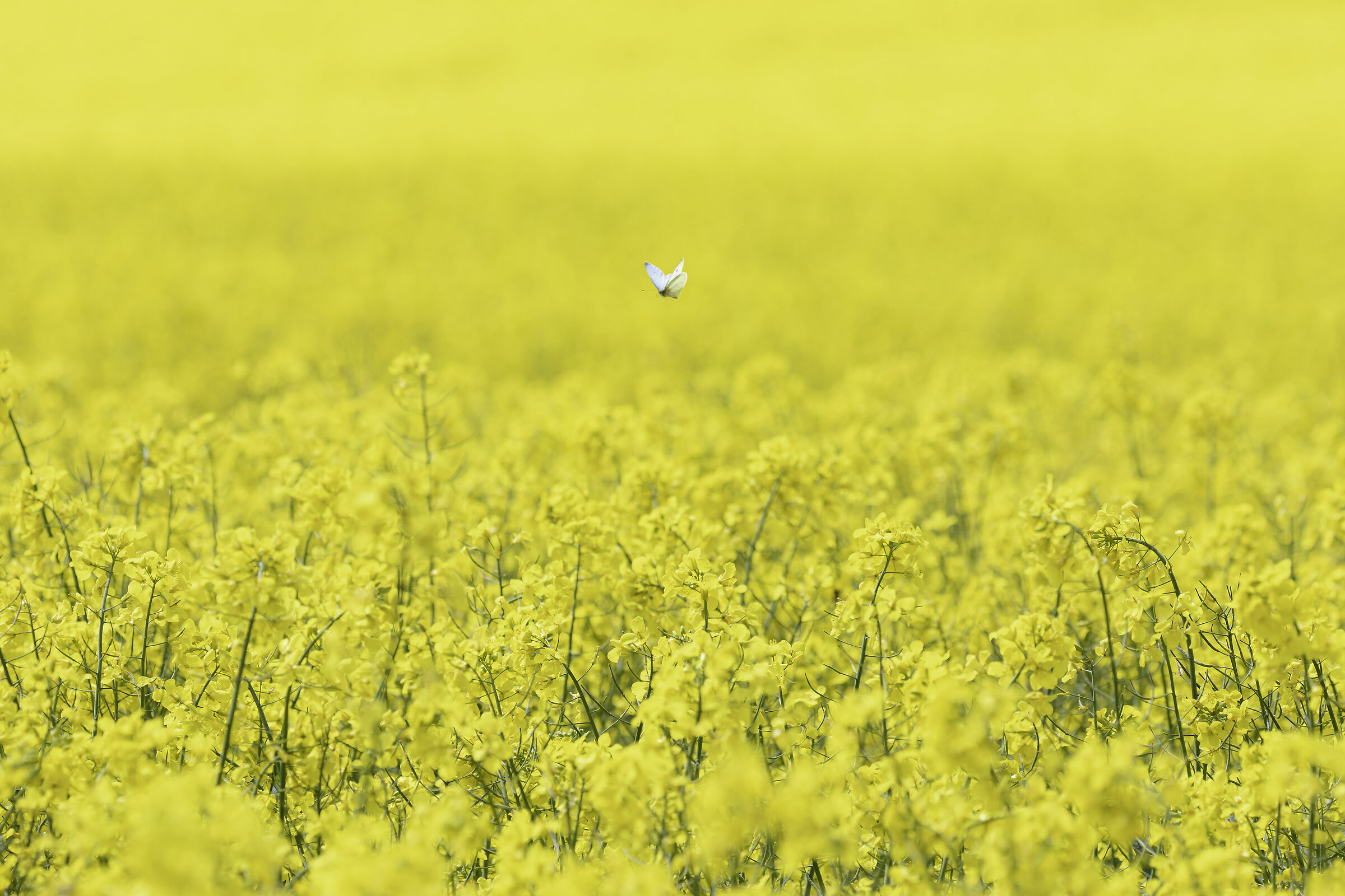 Farfalla campo di stupro