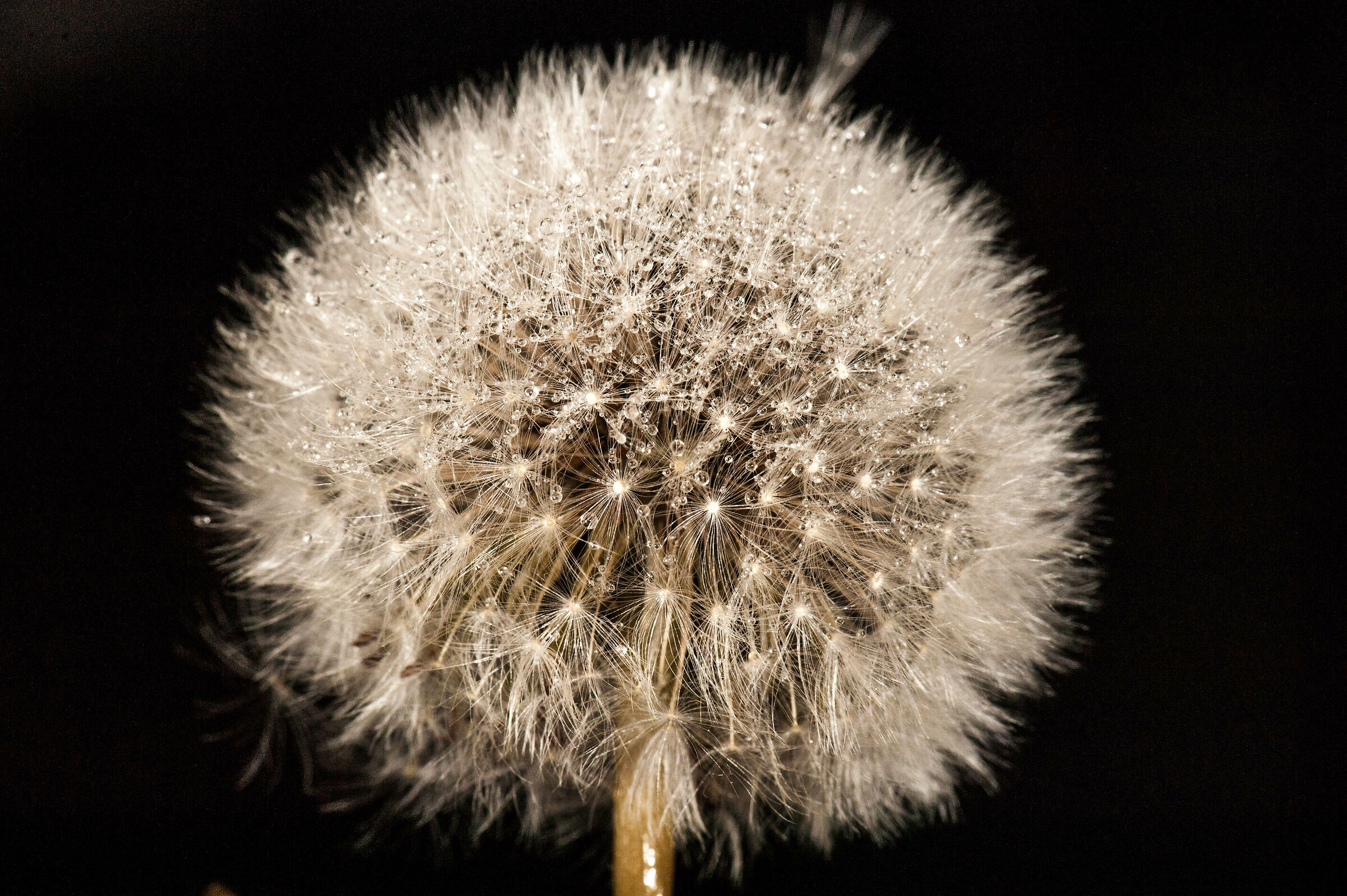 Dandelion
