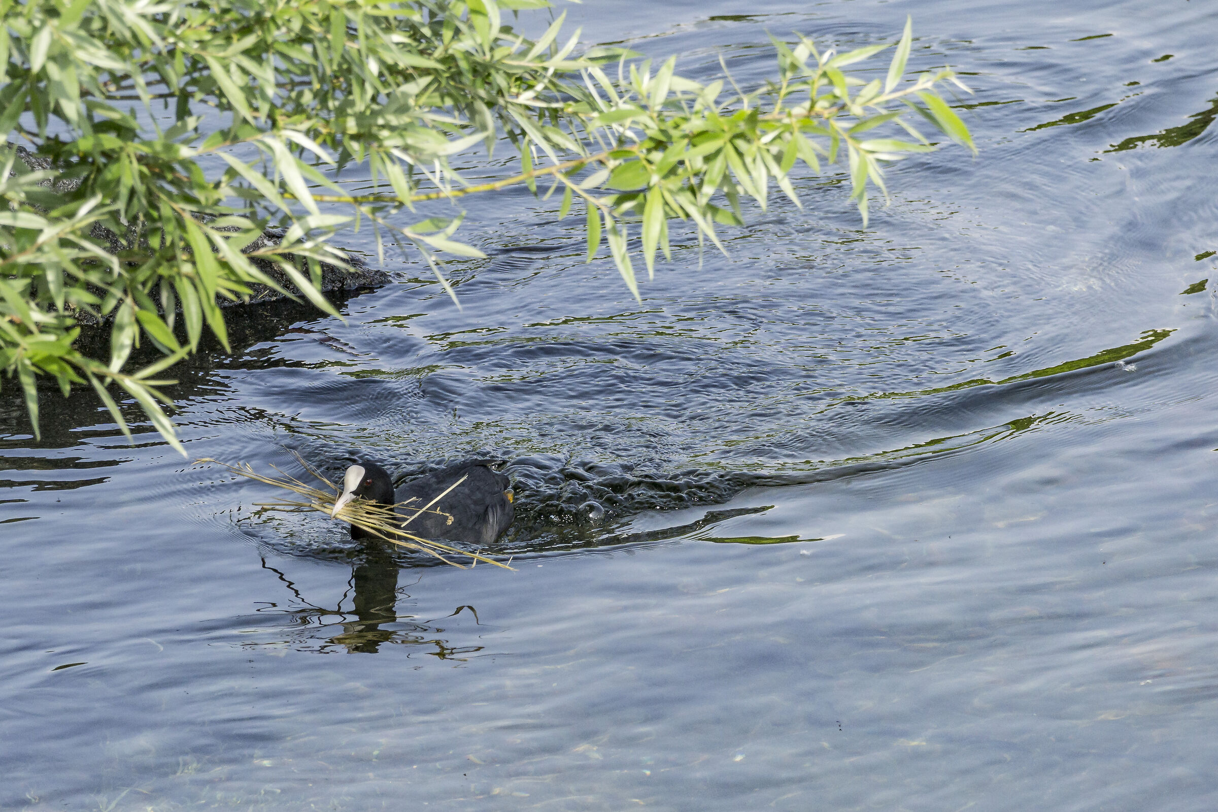 Pair of coots in their nest - 1