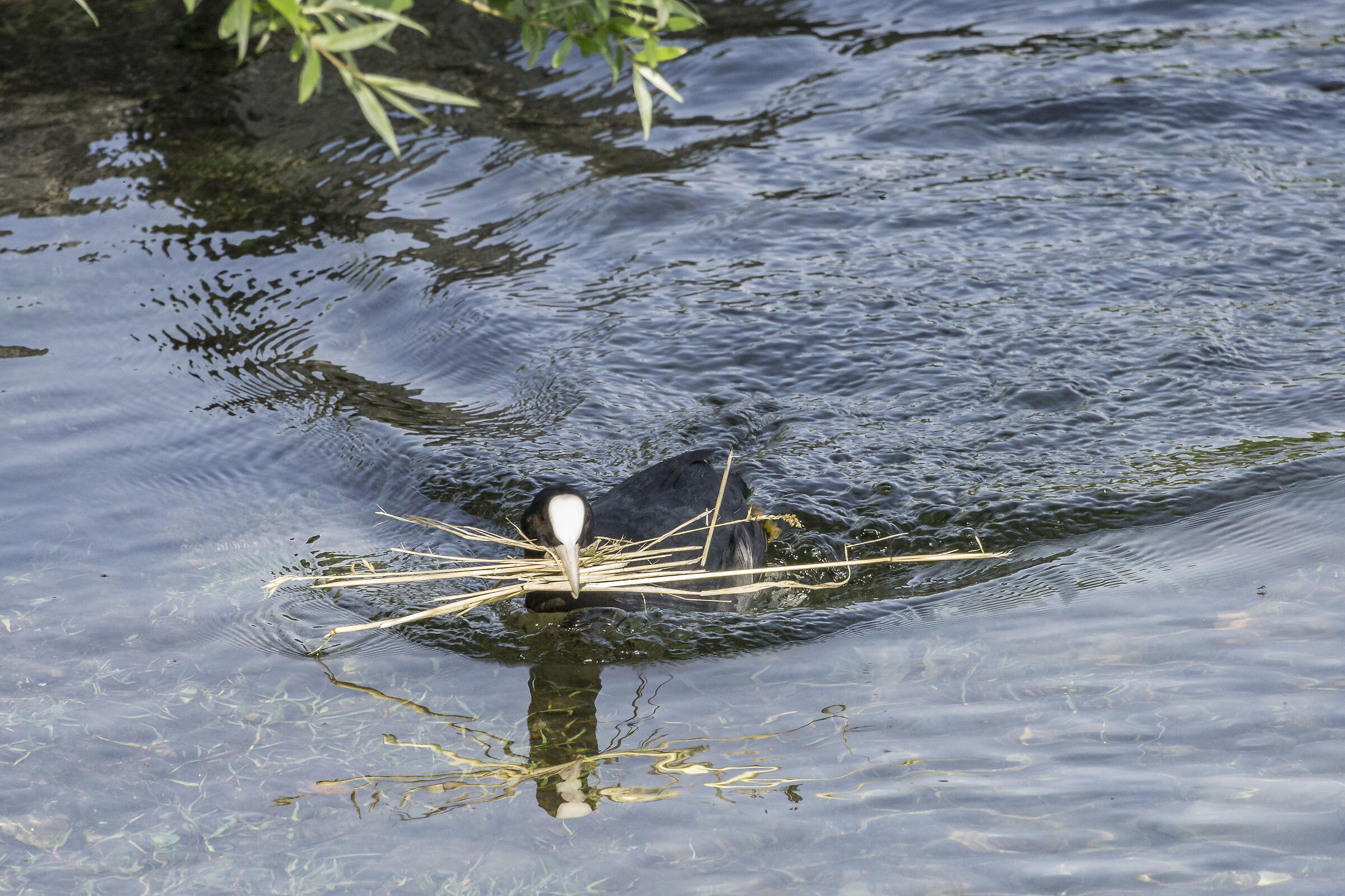 Pair of coots in their nest - 2