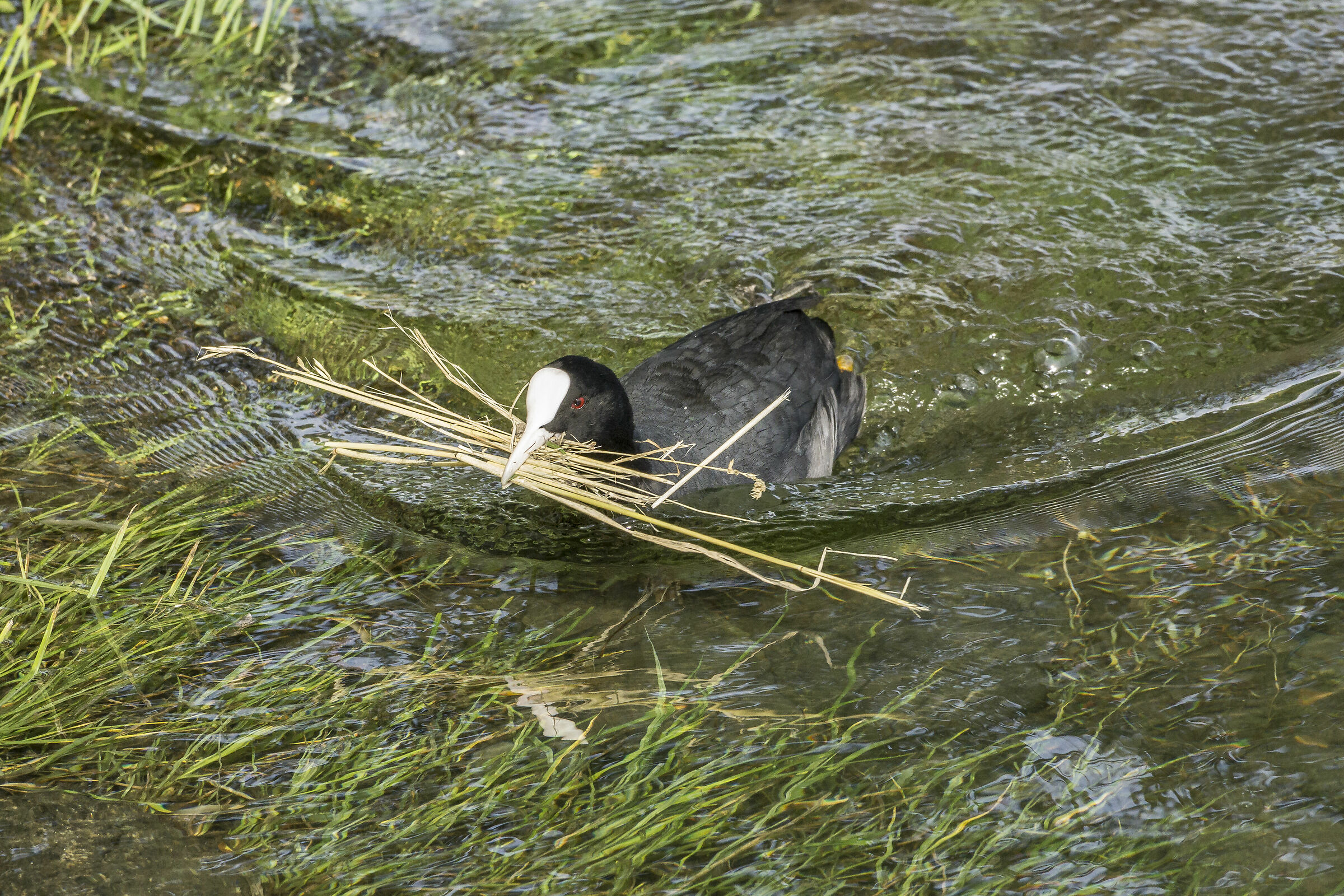 Coppia di folaghe nel proprio nido - 3