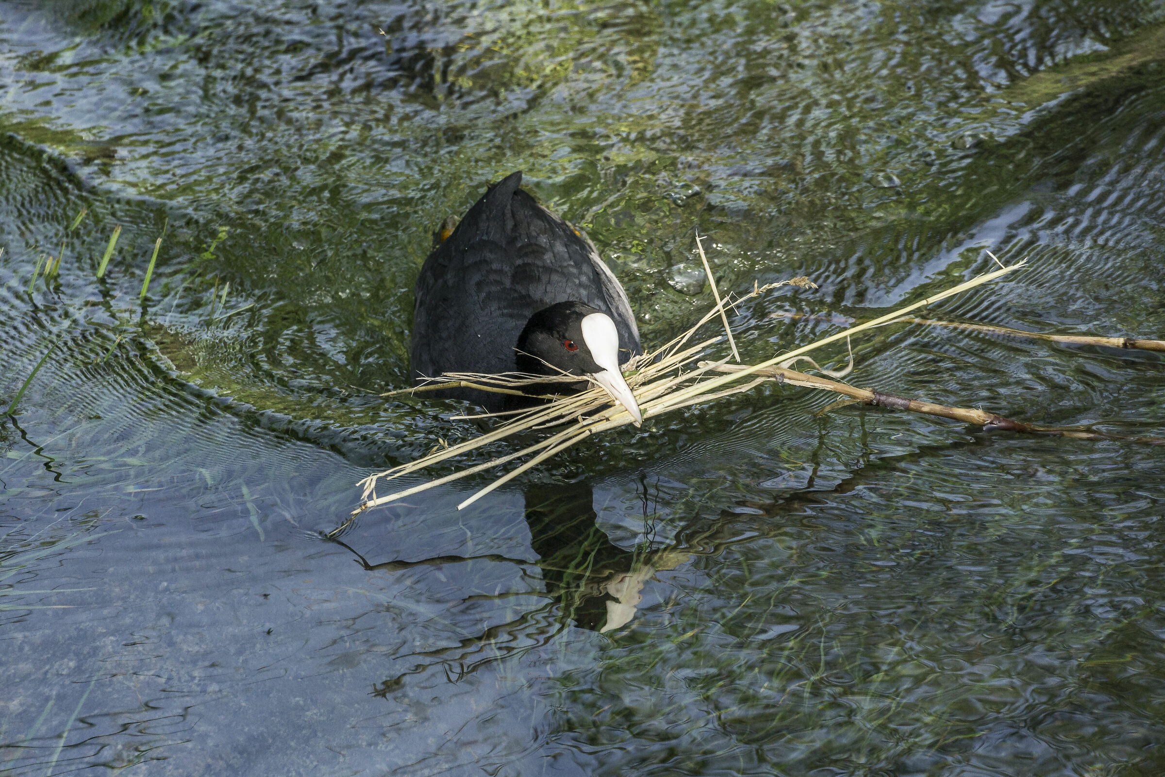 Coppia di folaghe nel proprio nido - 4