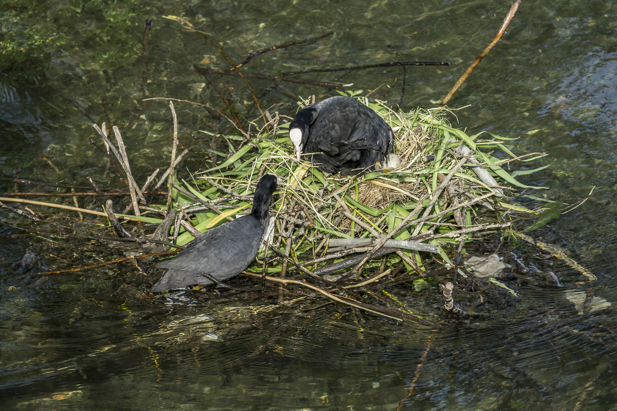 Pair of coots in their nest - 5