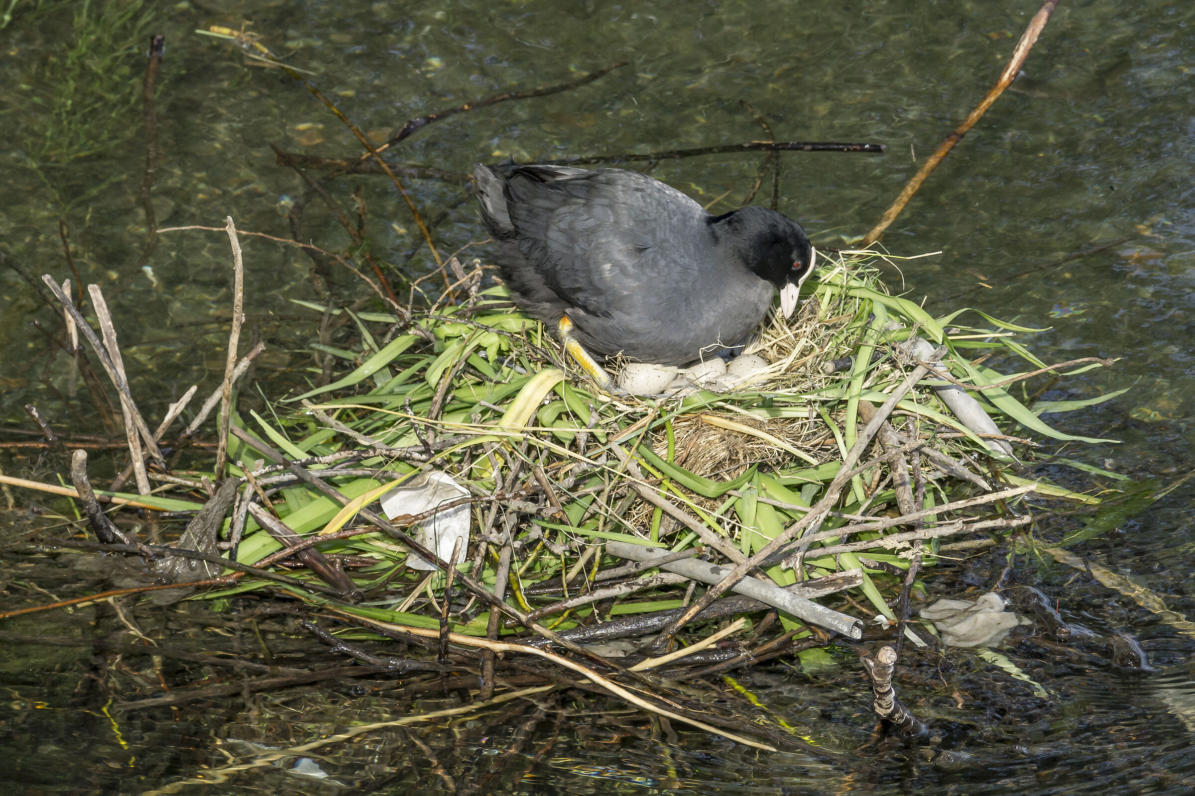 Pair of coots in their nest - 6
