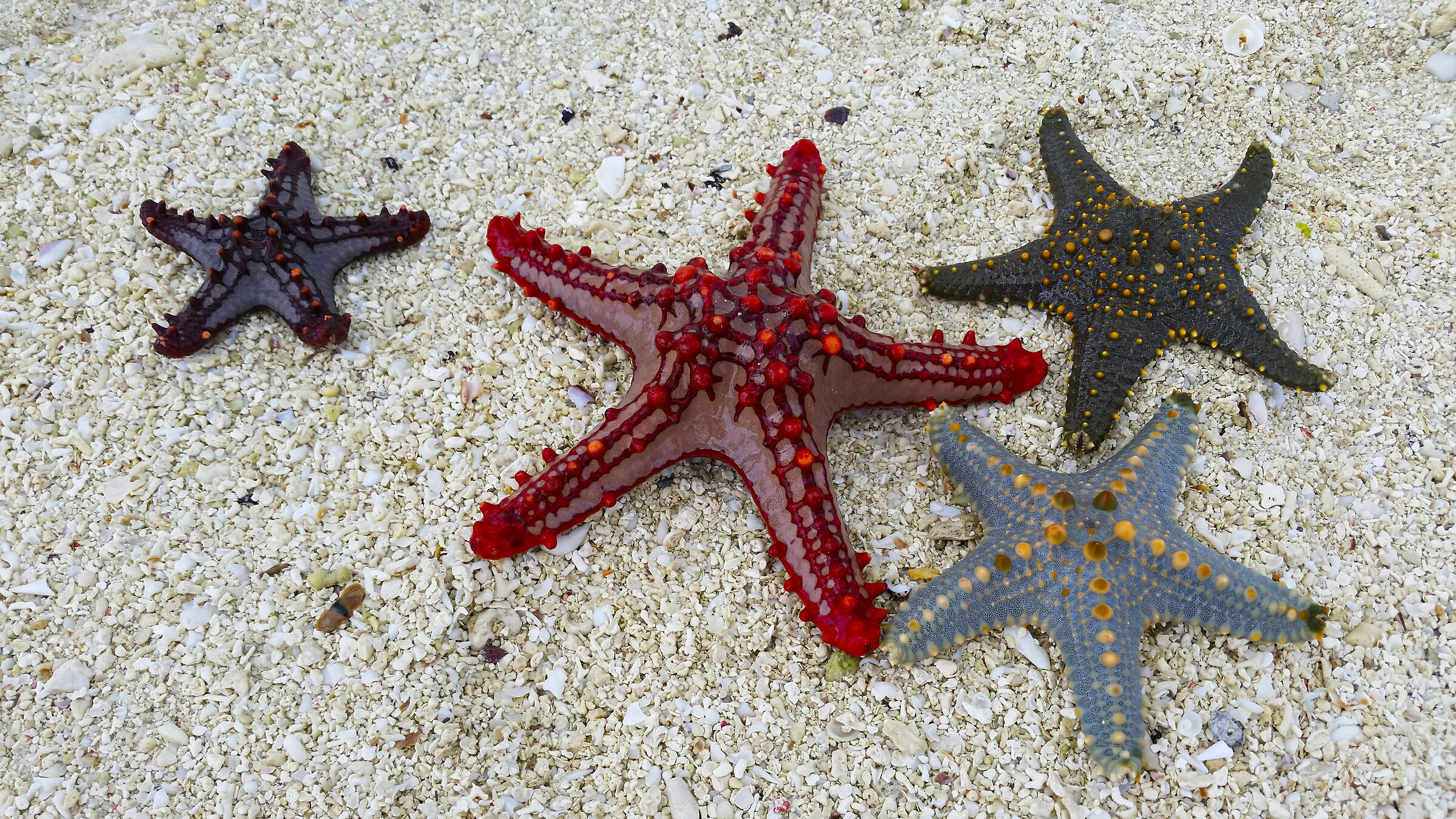 Multicolored starfish Zanzibar Kendwa
