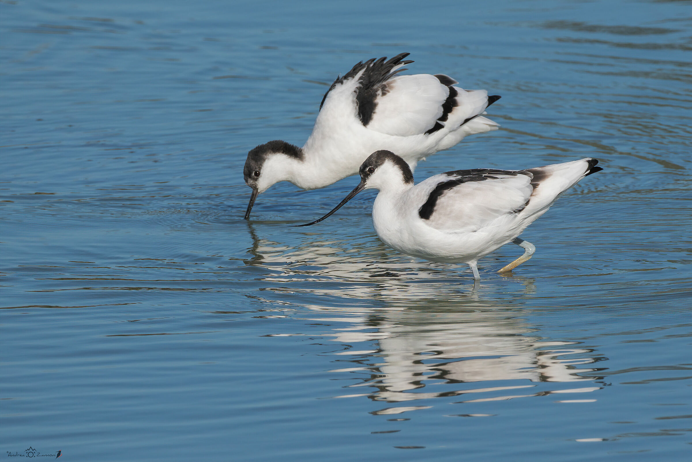 Avocette