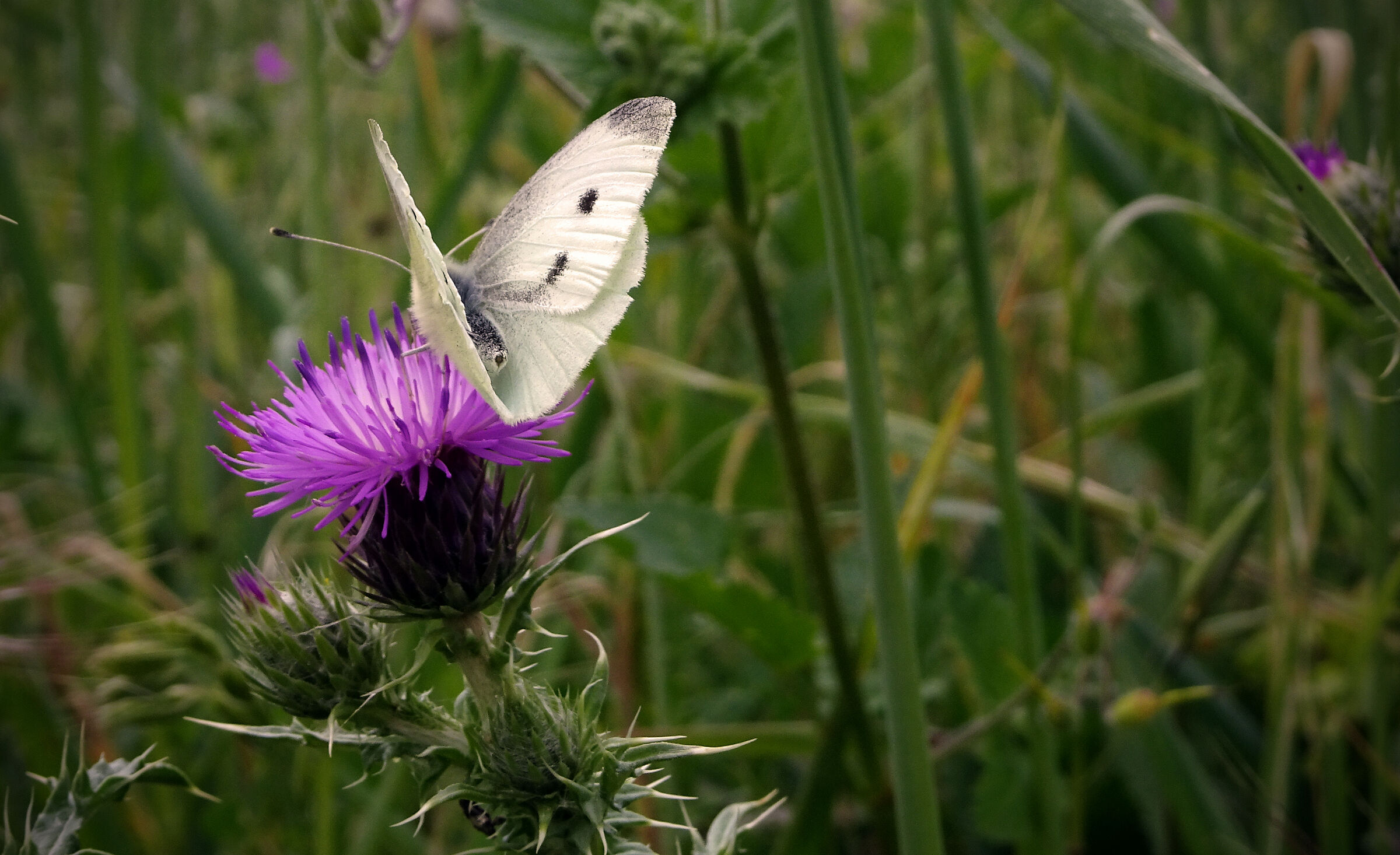 gli opposti si attraggono