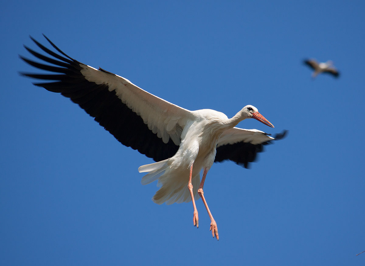 Stork lands