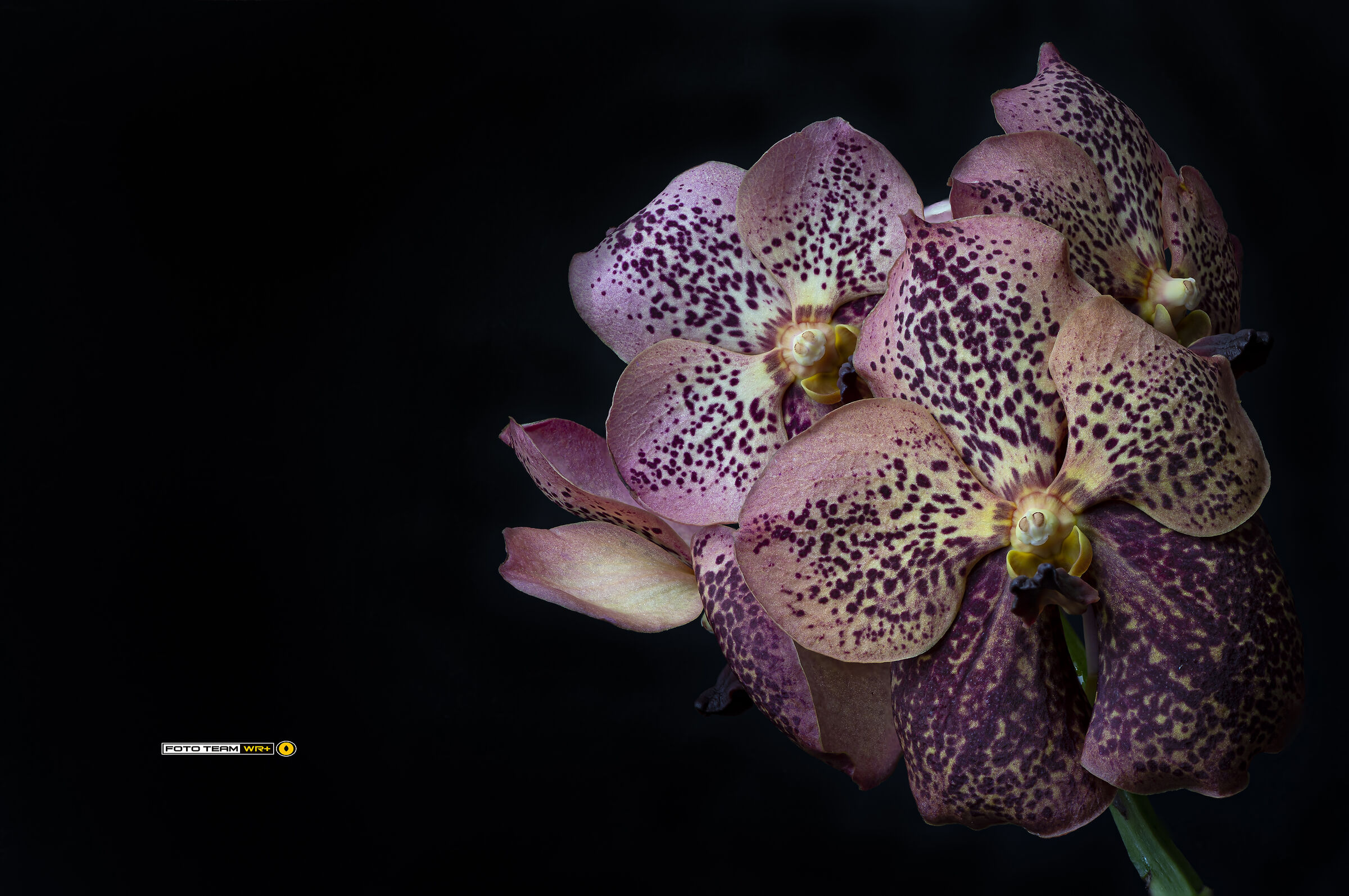 Vanda