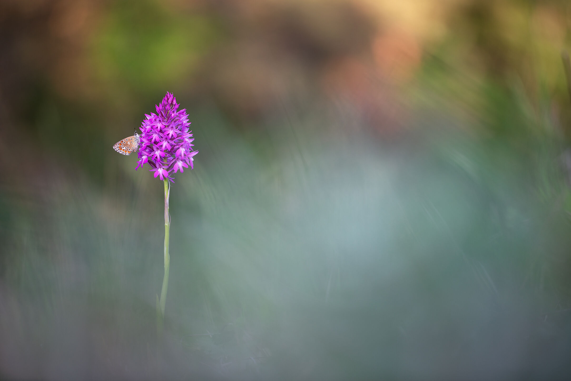 Anacamptis pyramidalis