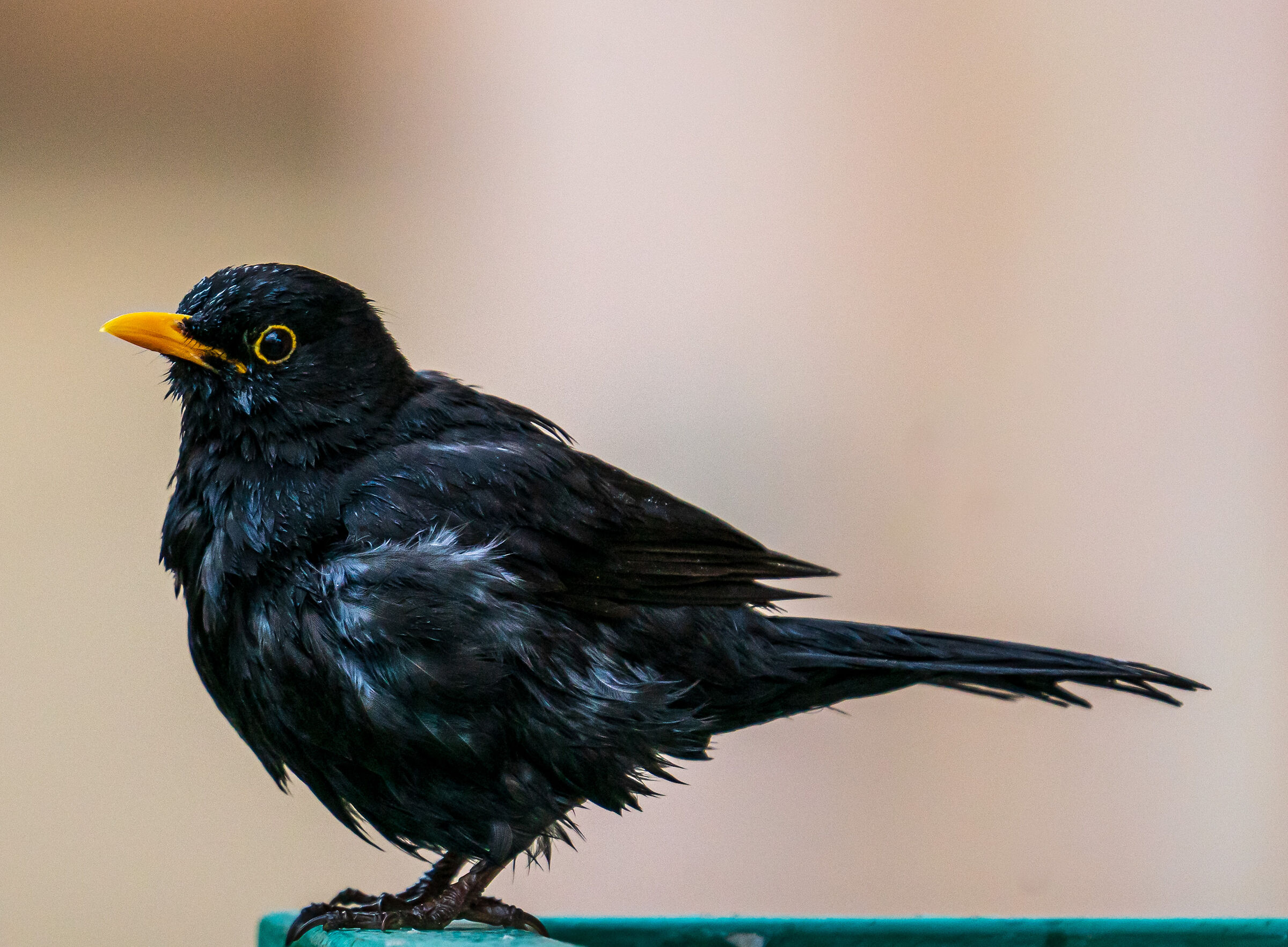 bird during quarantine in my garden