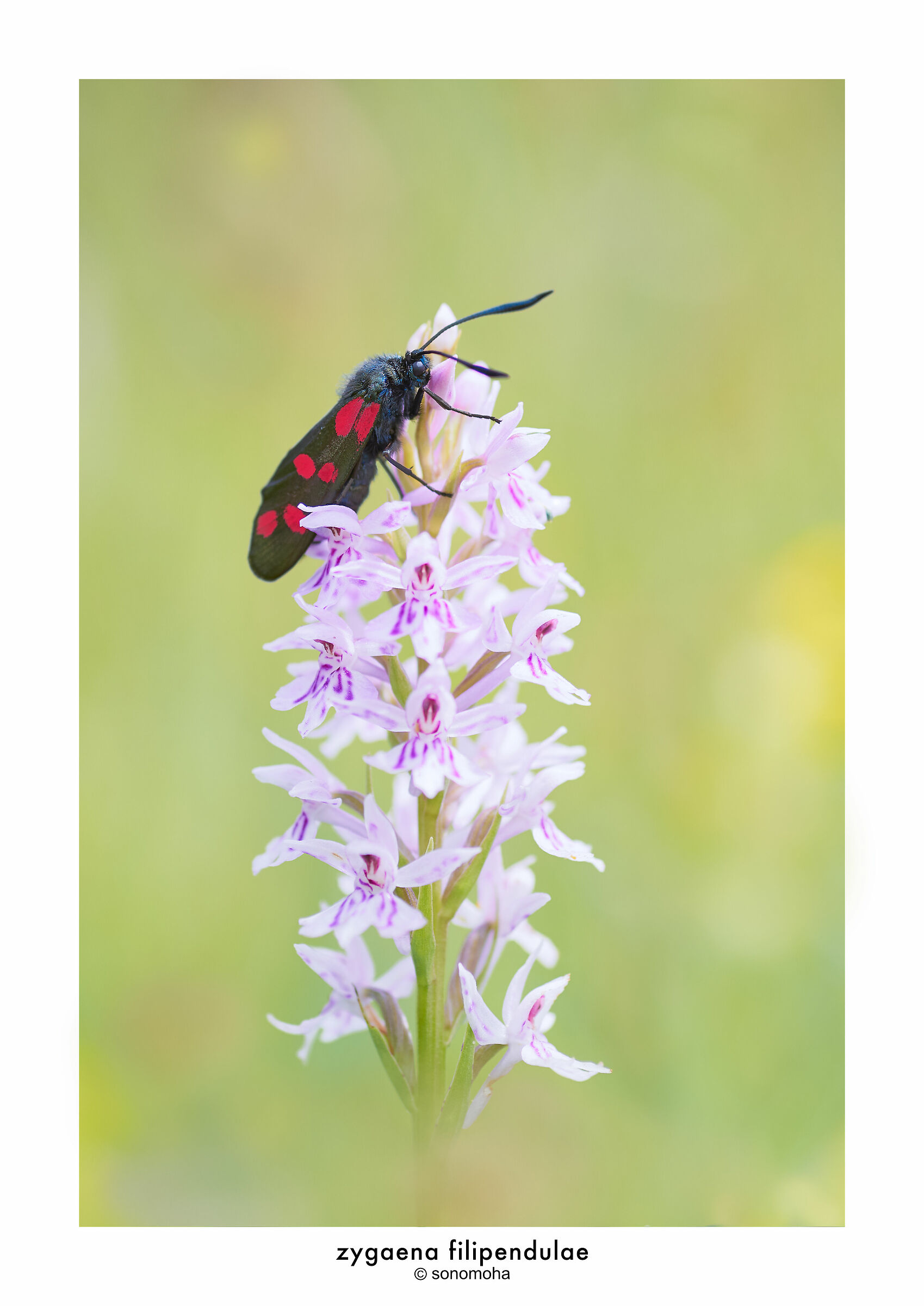 zygène de la filipendule: sur orchidée