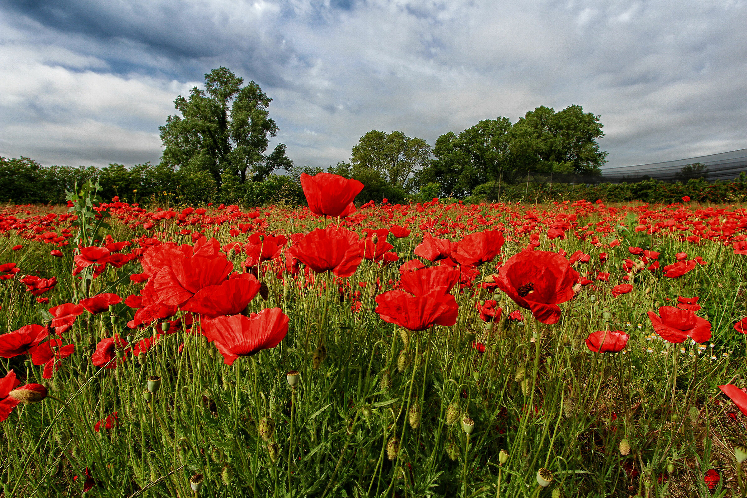 My Personal Poppies