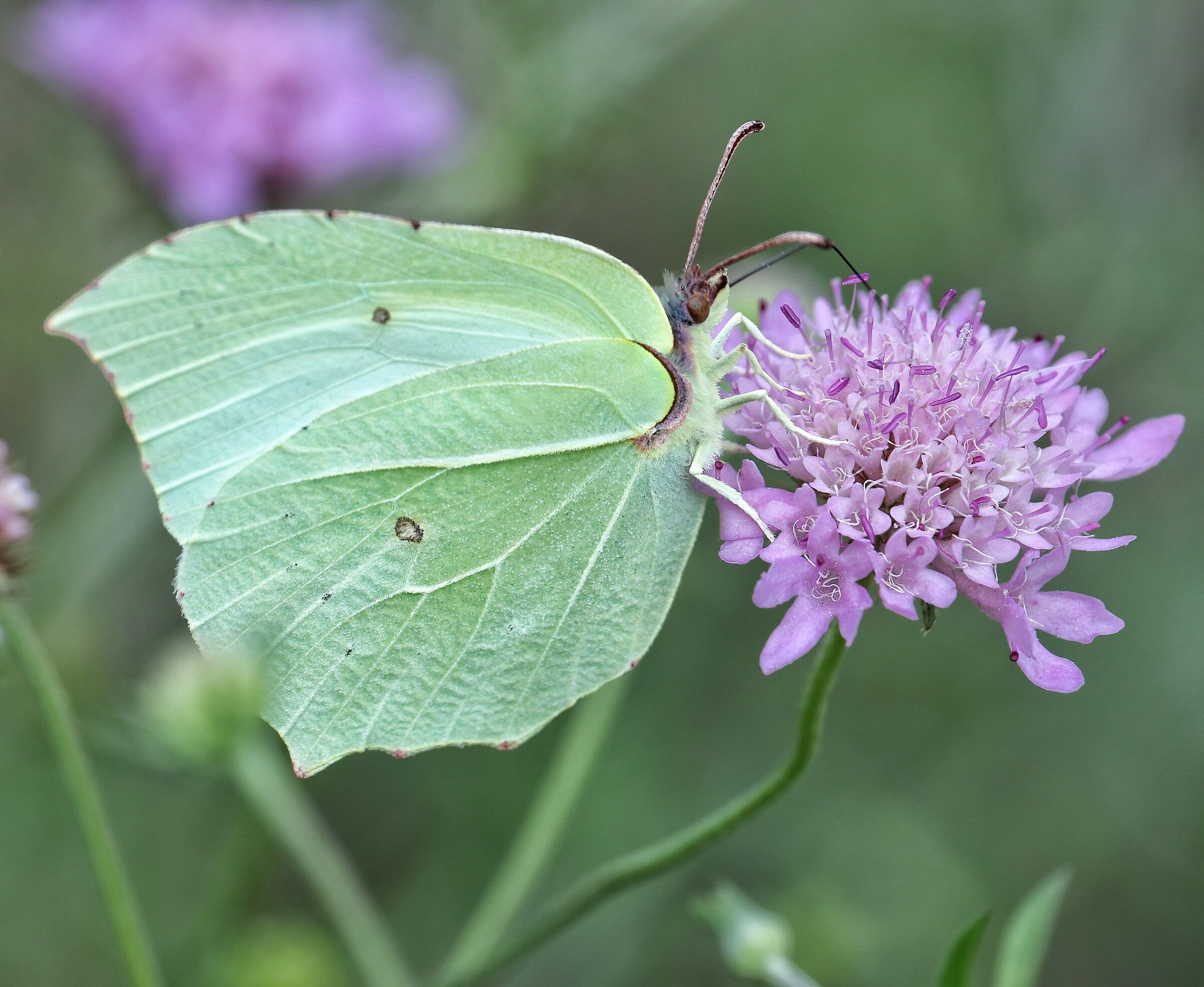 Cedar (Gonepteryx rhamni)