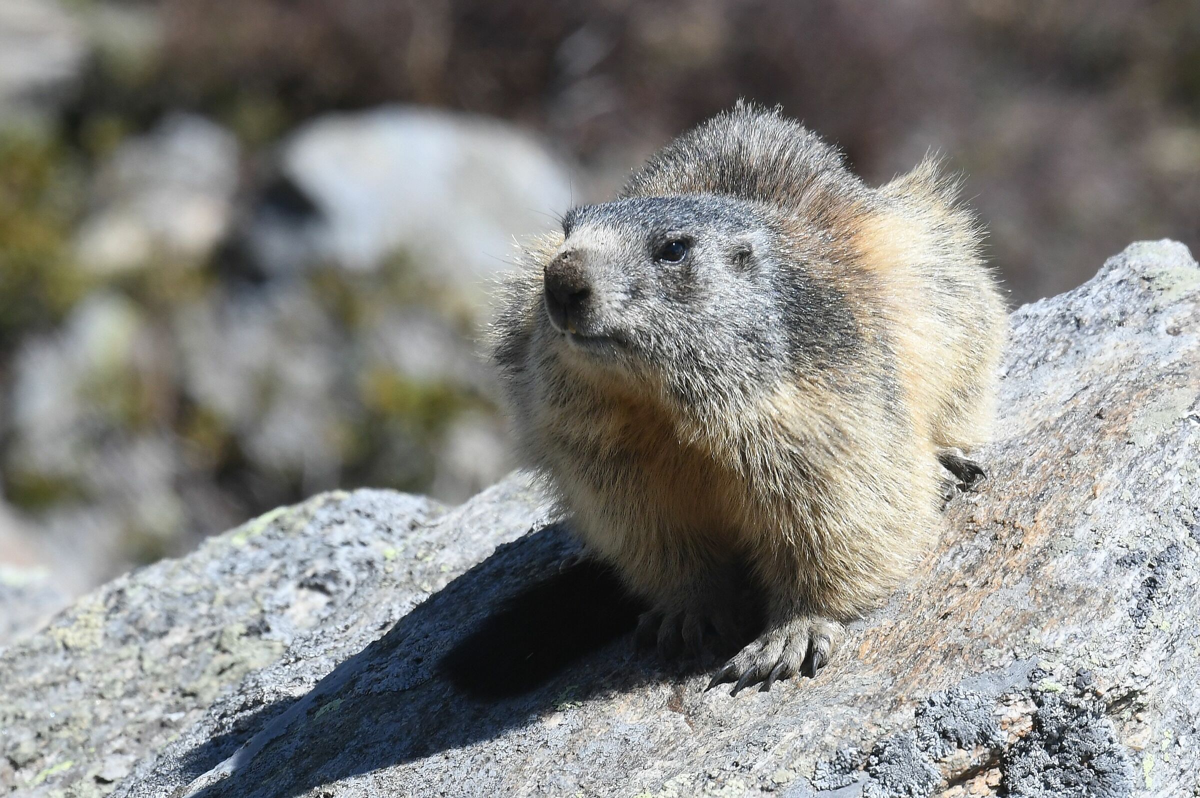 marmotta