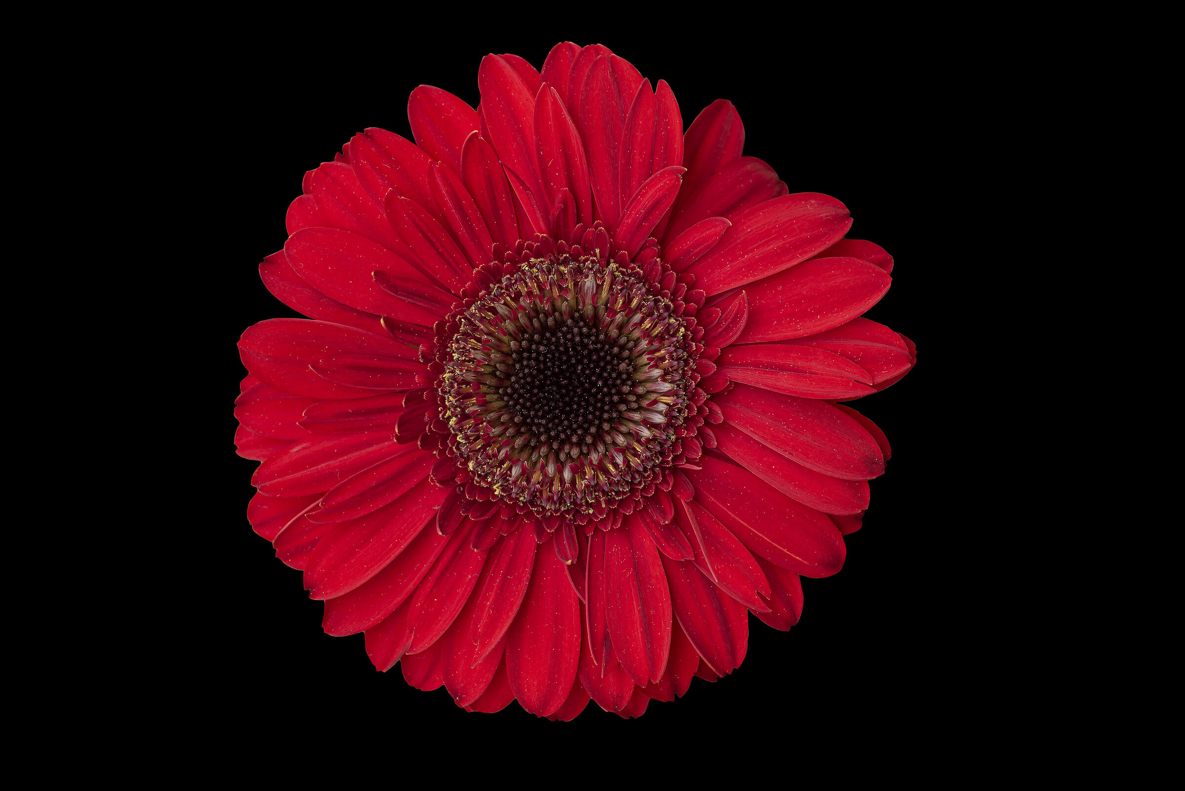 gerbera rossa