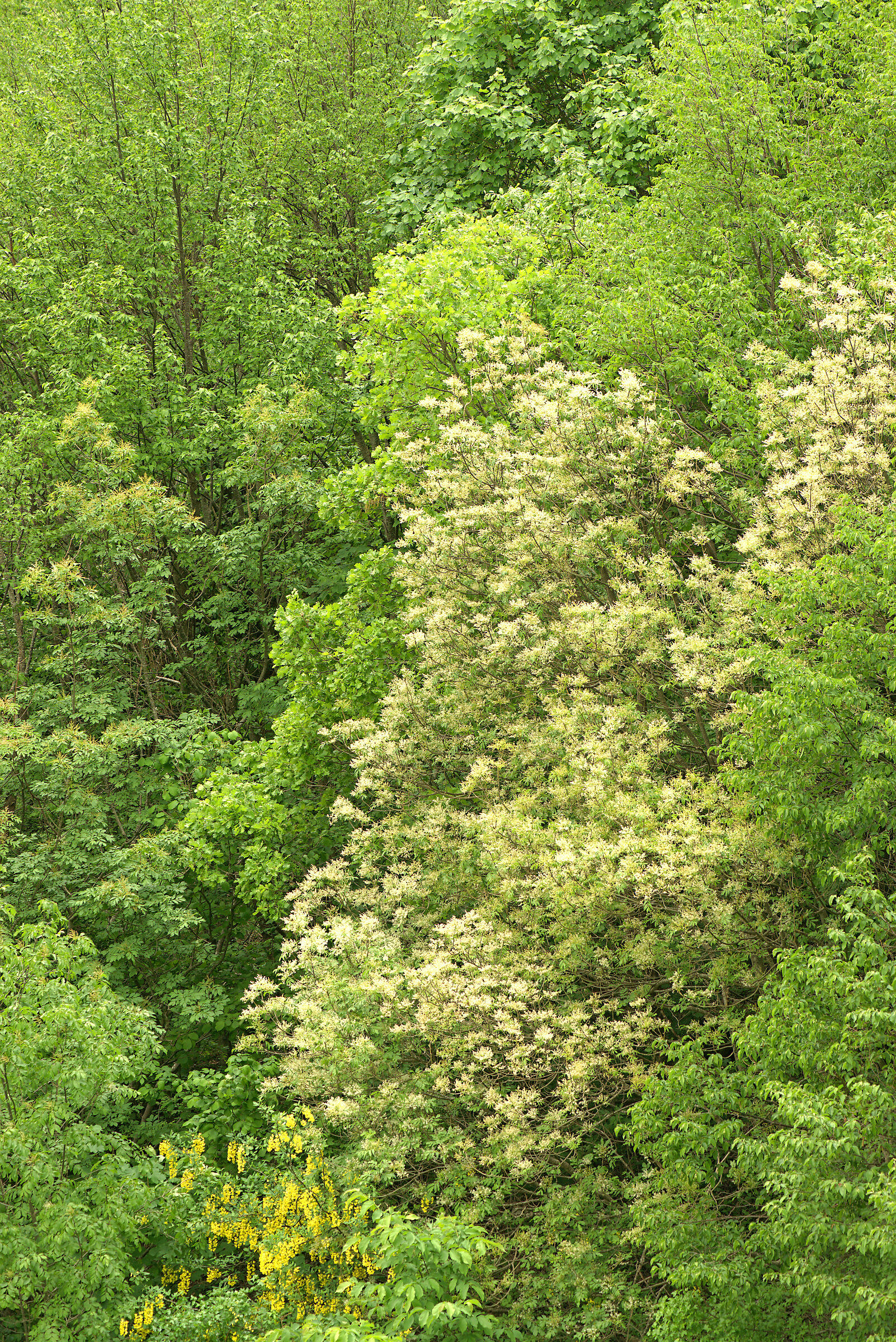 Spring Colors