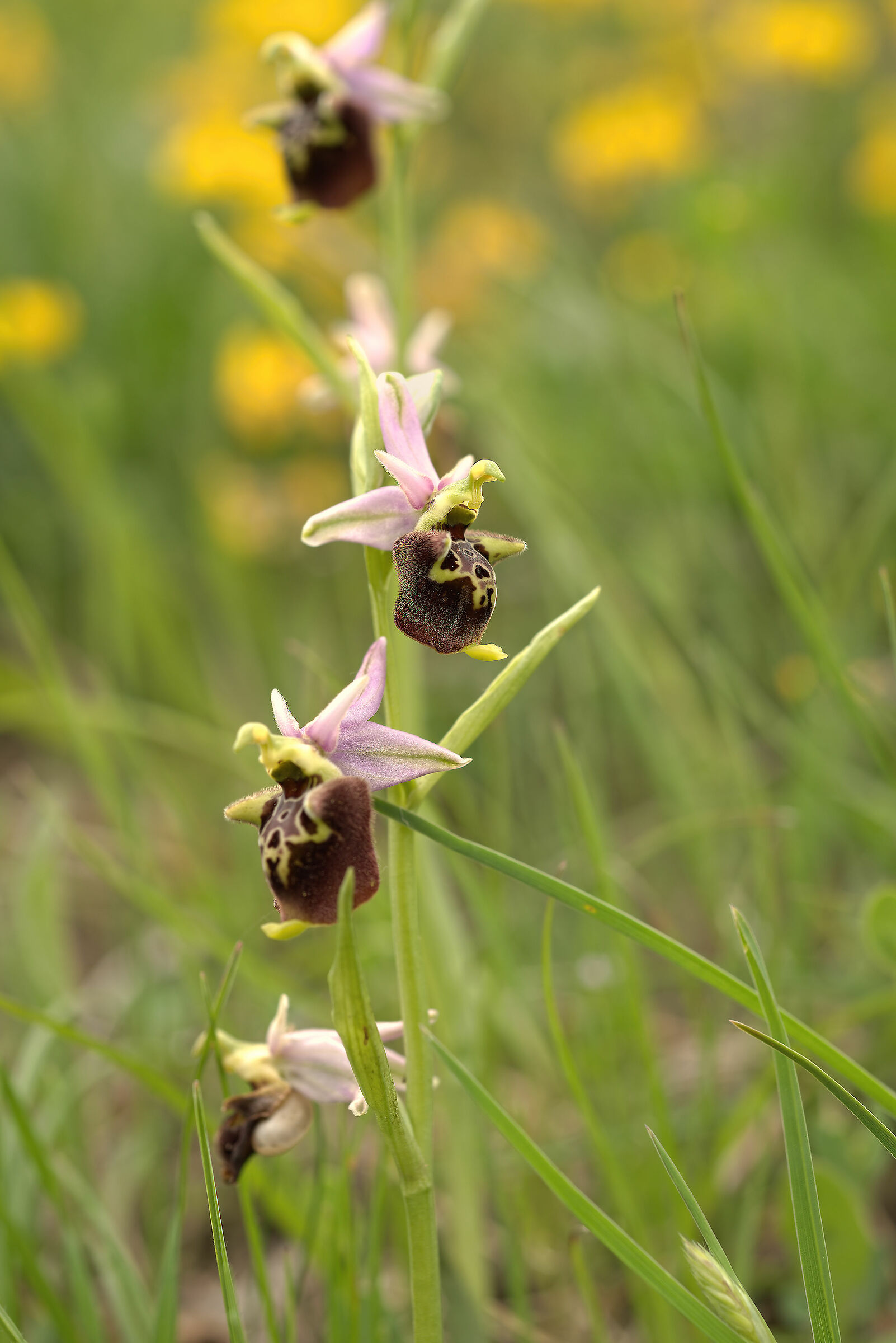 Ophrys holosericea subsp. dinarica