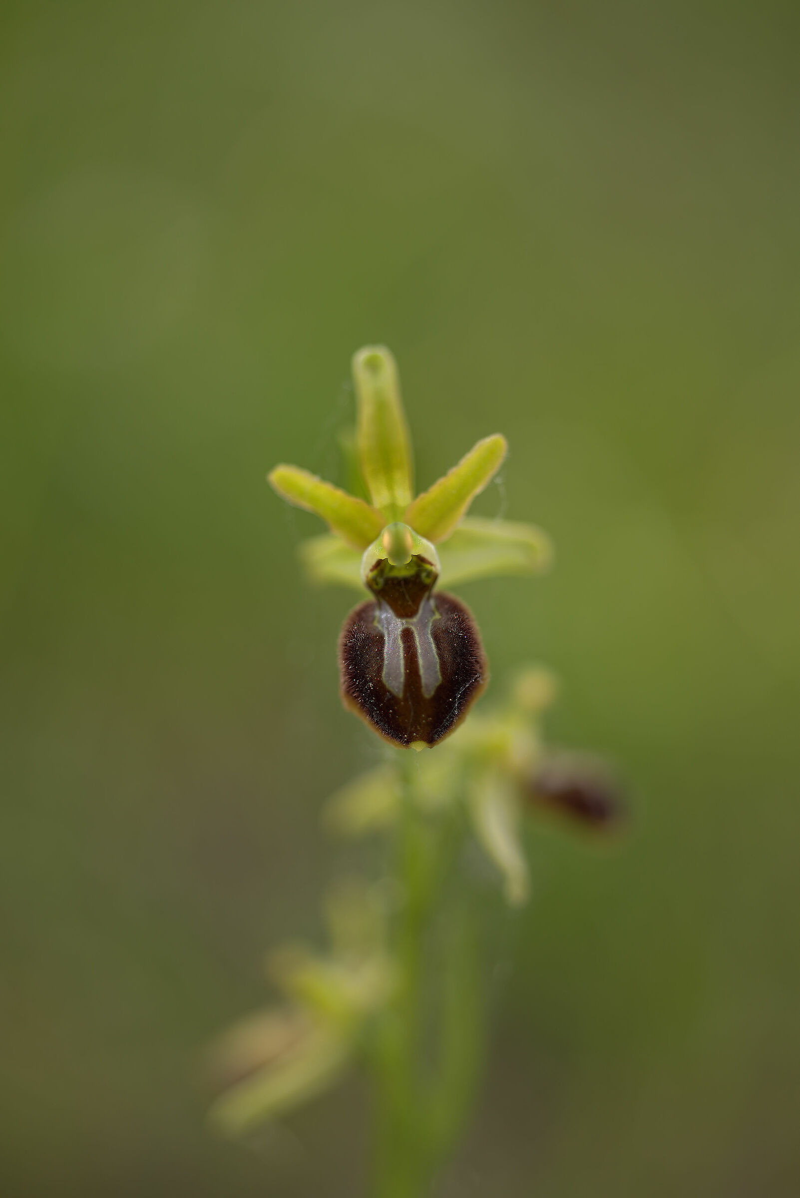 Ophrys sphegodes