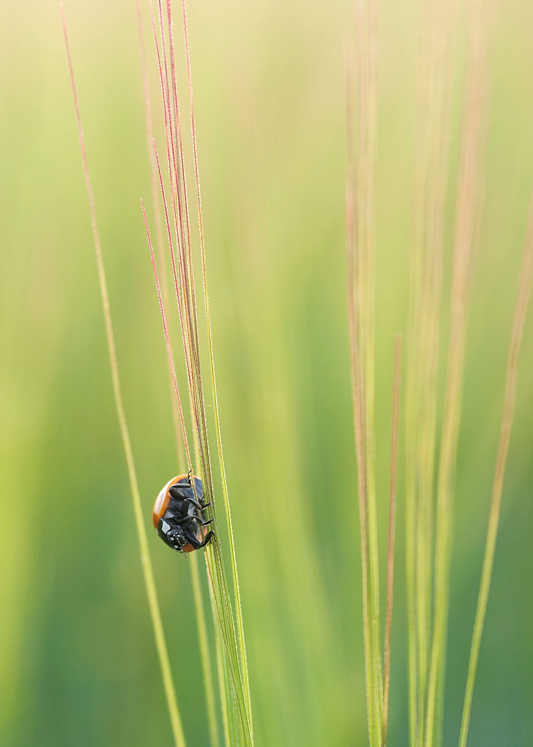 a little skirmish doesn't hurt