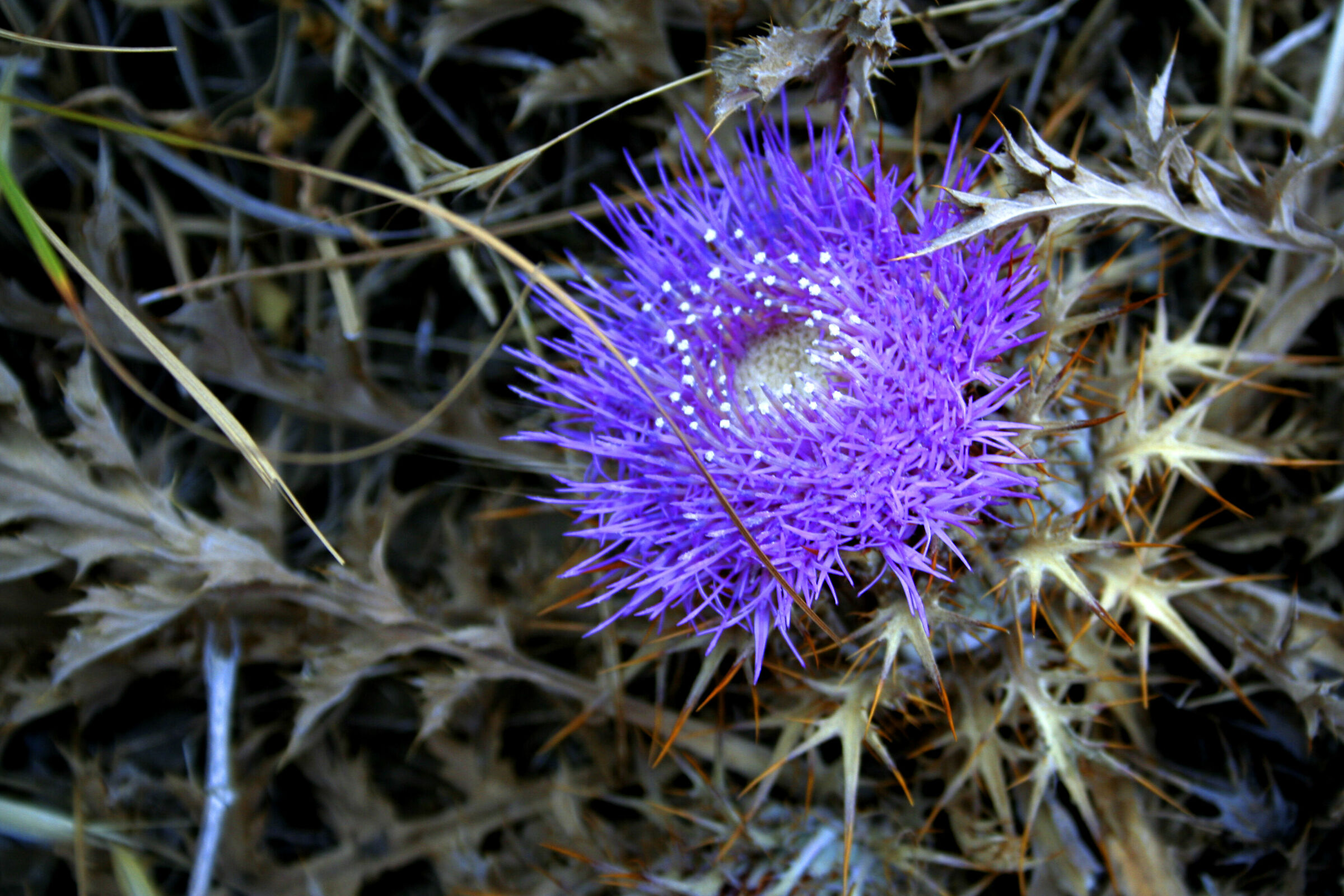 wild thistle