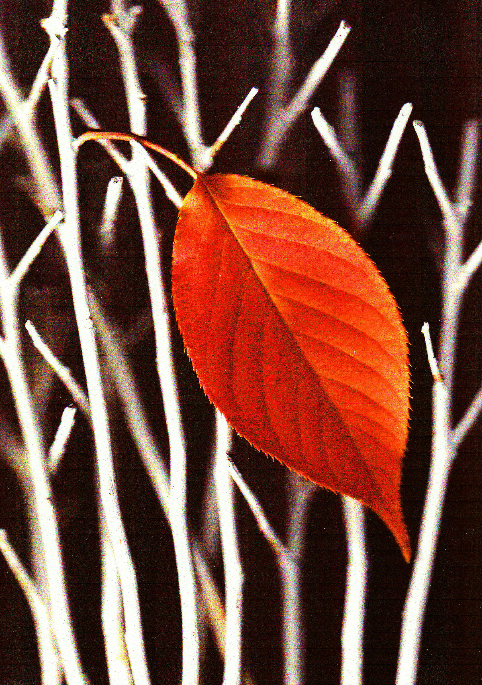 you're like autumn on the trees the leaves