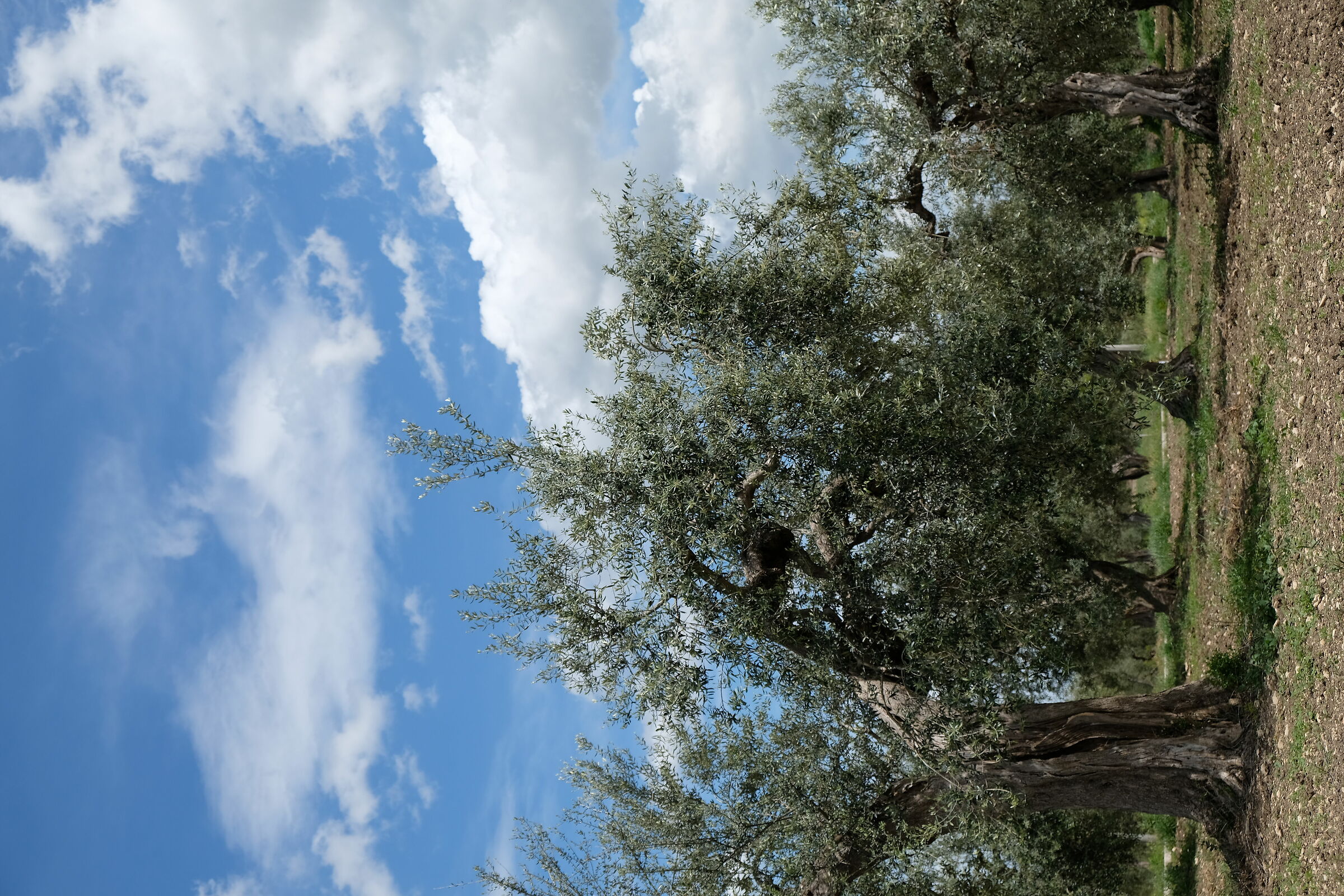 Secular olive trees in Molise