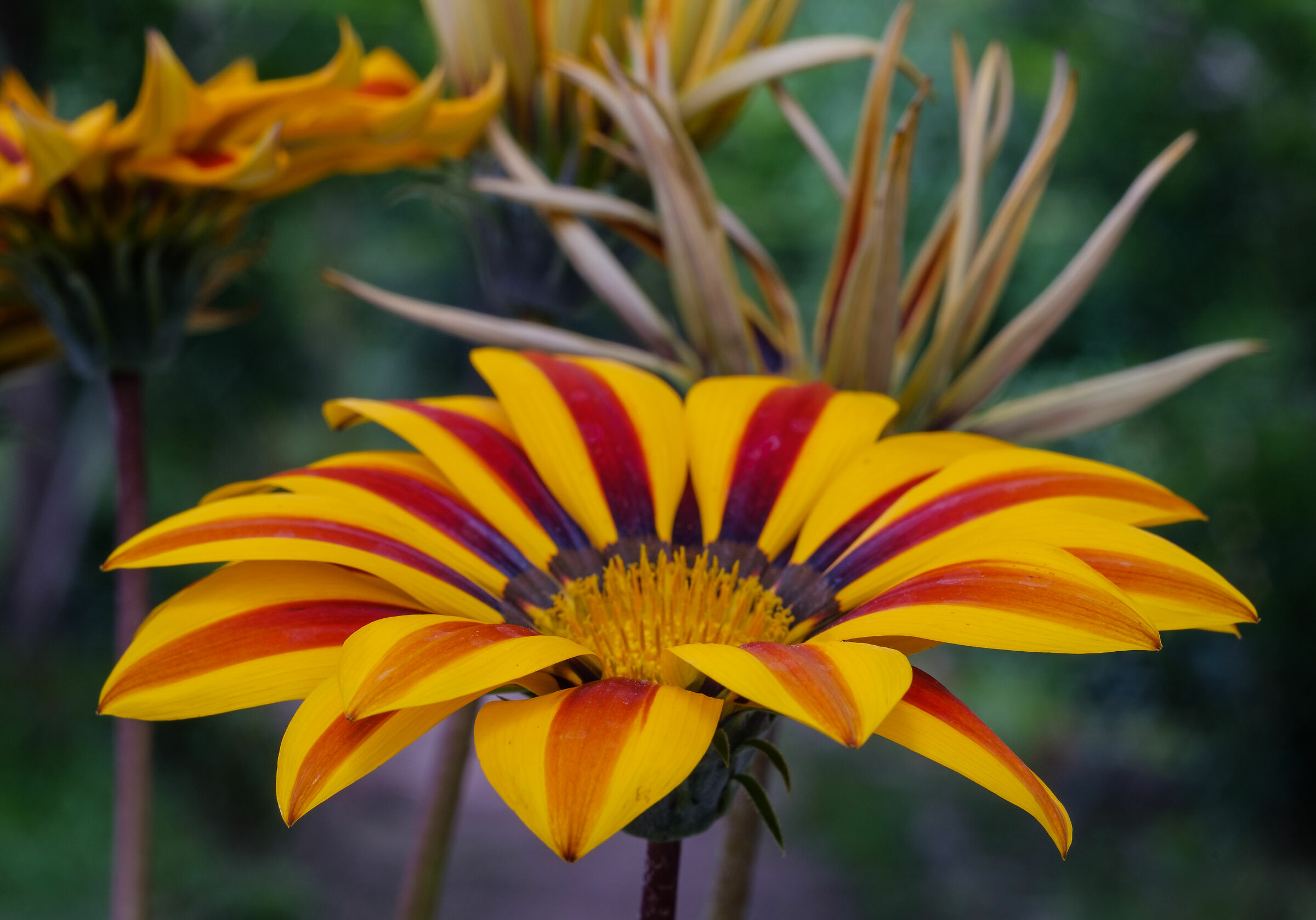 Gazania