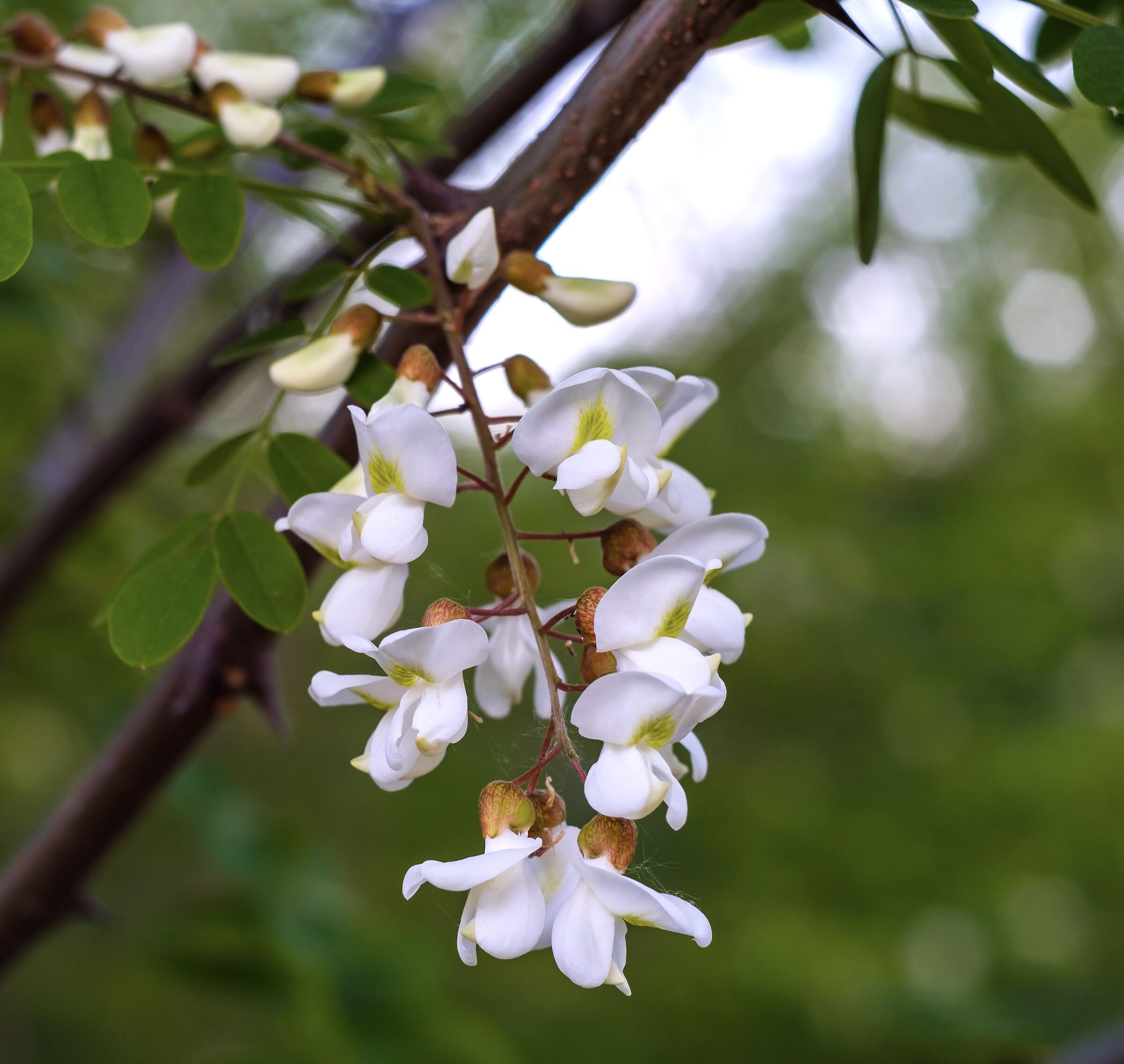 Acacia in fiore