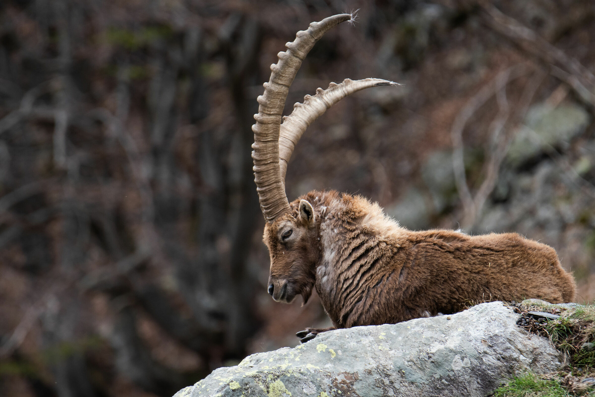 Stambecco adulto, primavera 2019