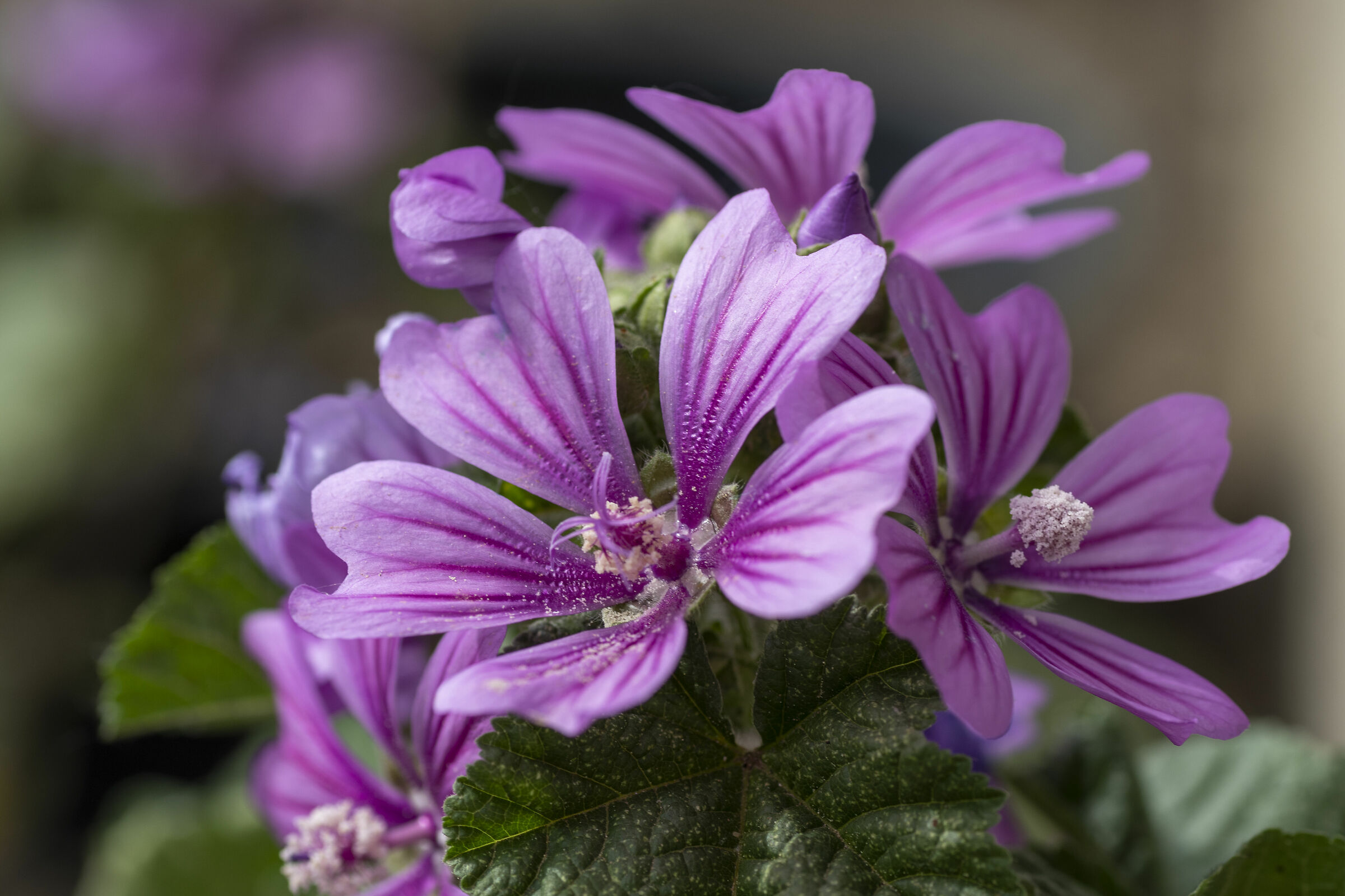 Mauve in the morning